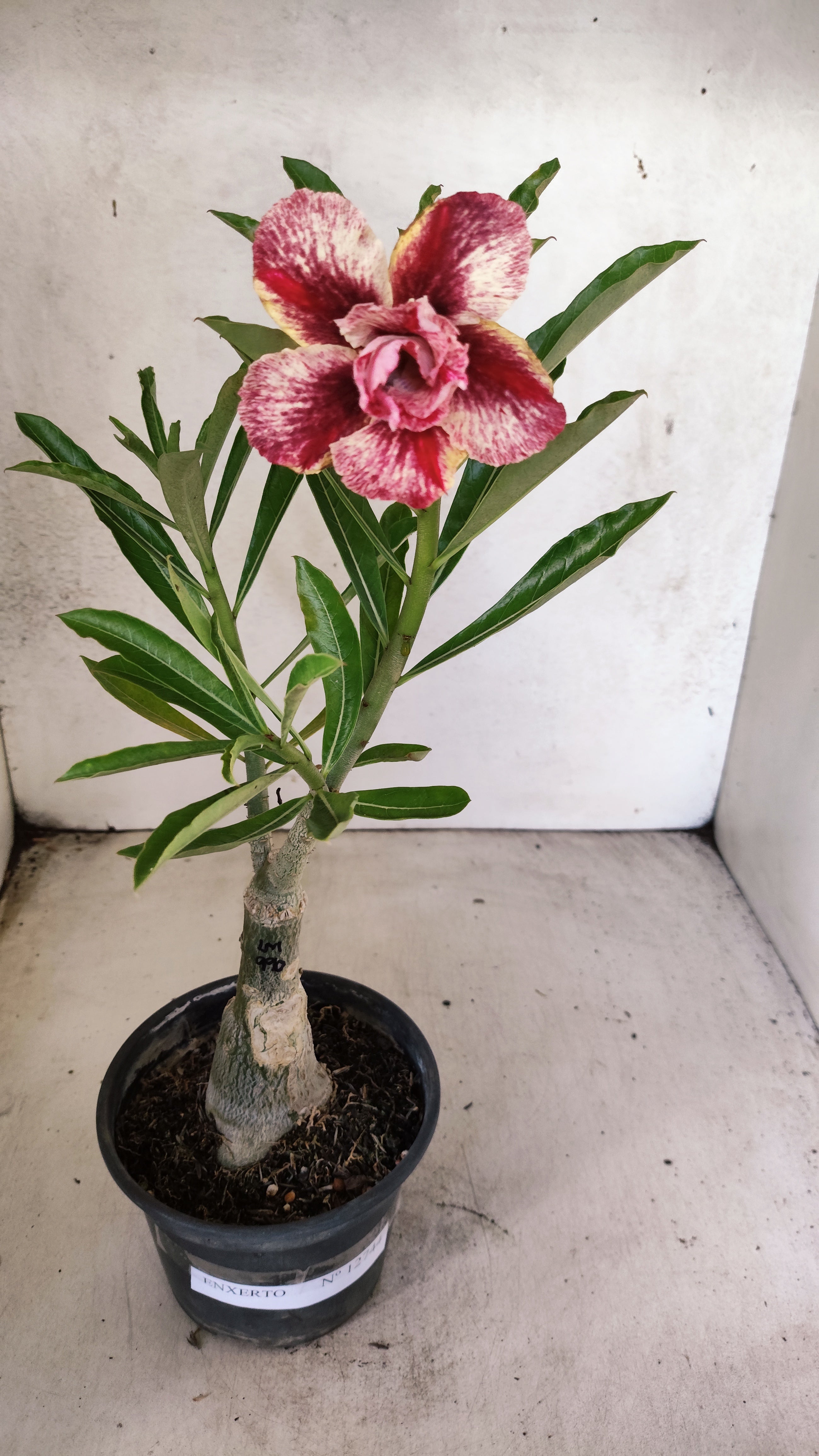 ENXERTO 12744 – 25cm (cor LM 990)