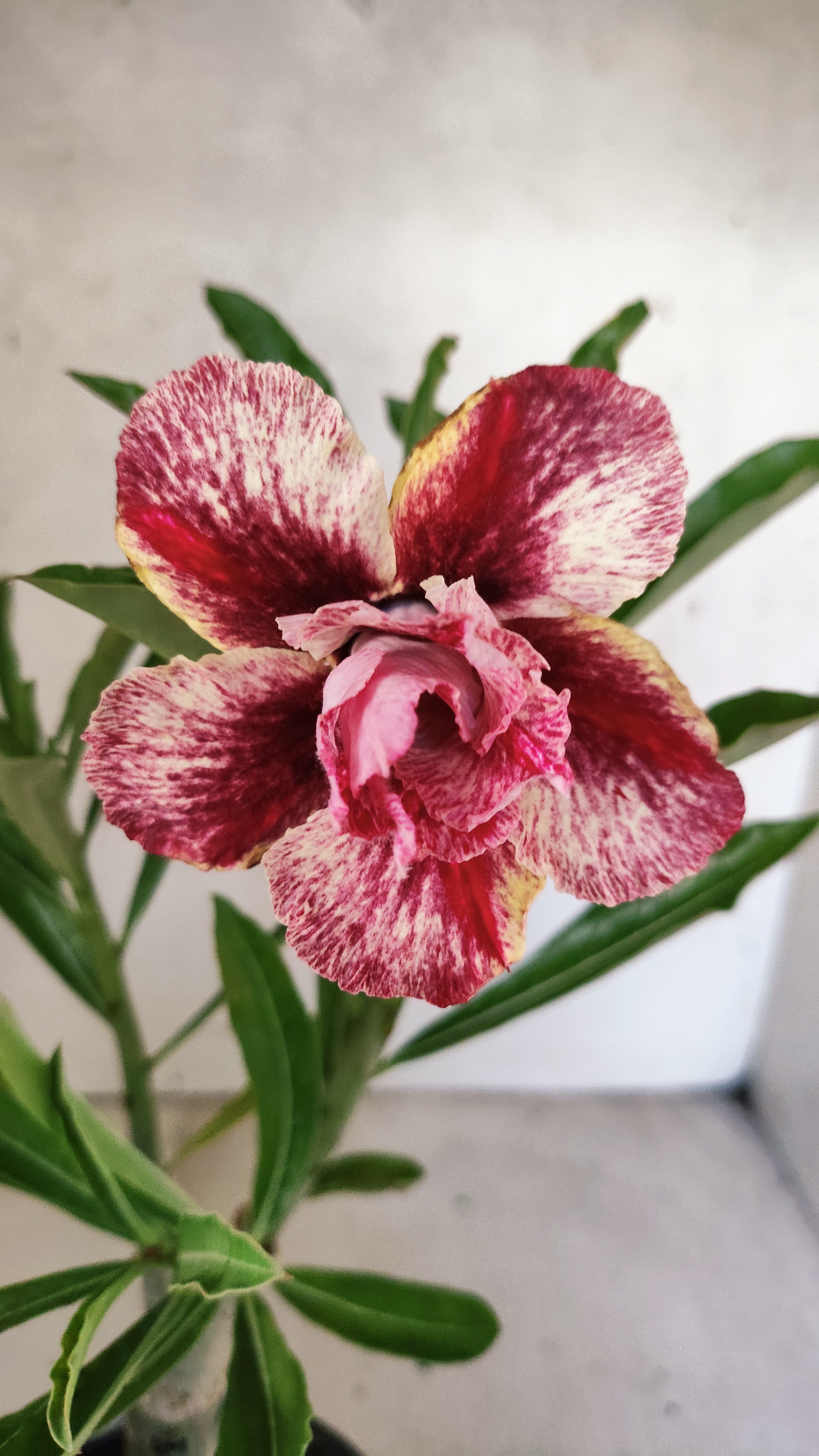 ENXERTO 12744 – 25cm (cor LM 990)