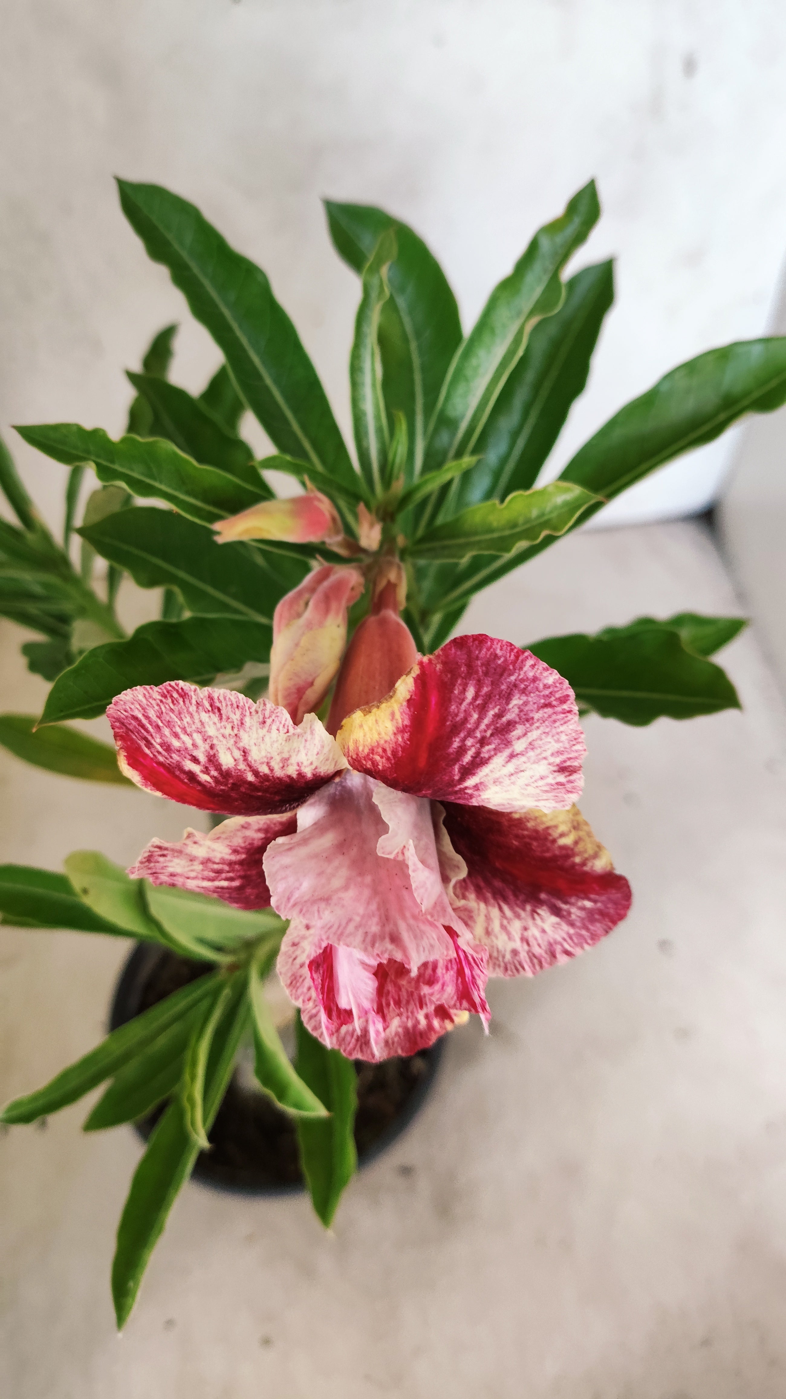 ENXERTO 12744 – 25cm (cor LM 990)