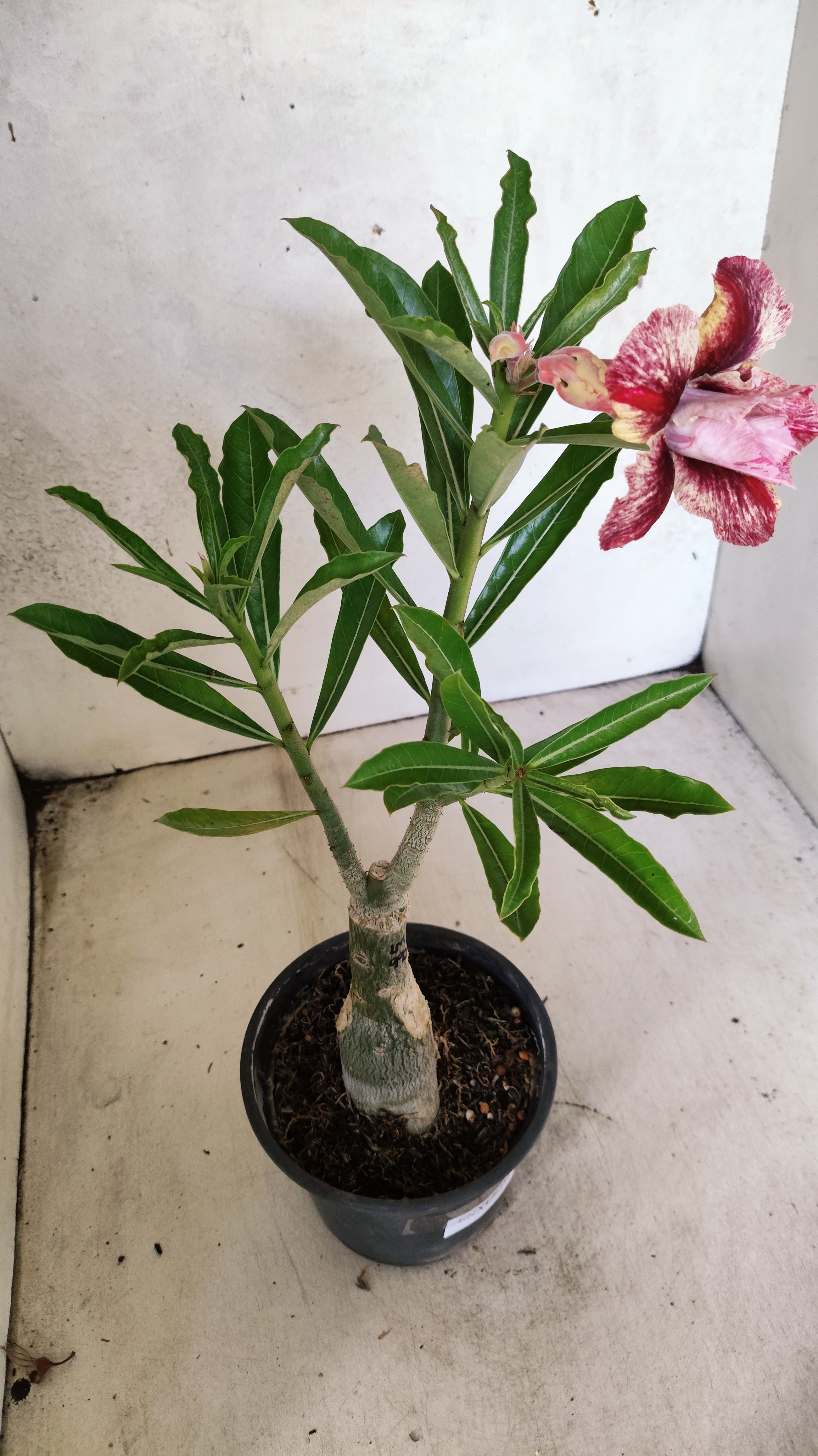 ENXERTO 12744 – 25cm (cor LM 990)