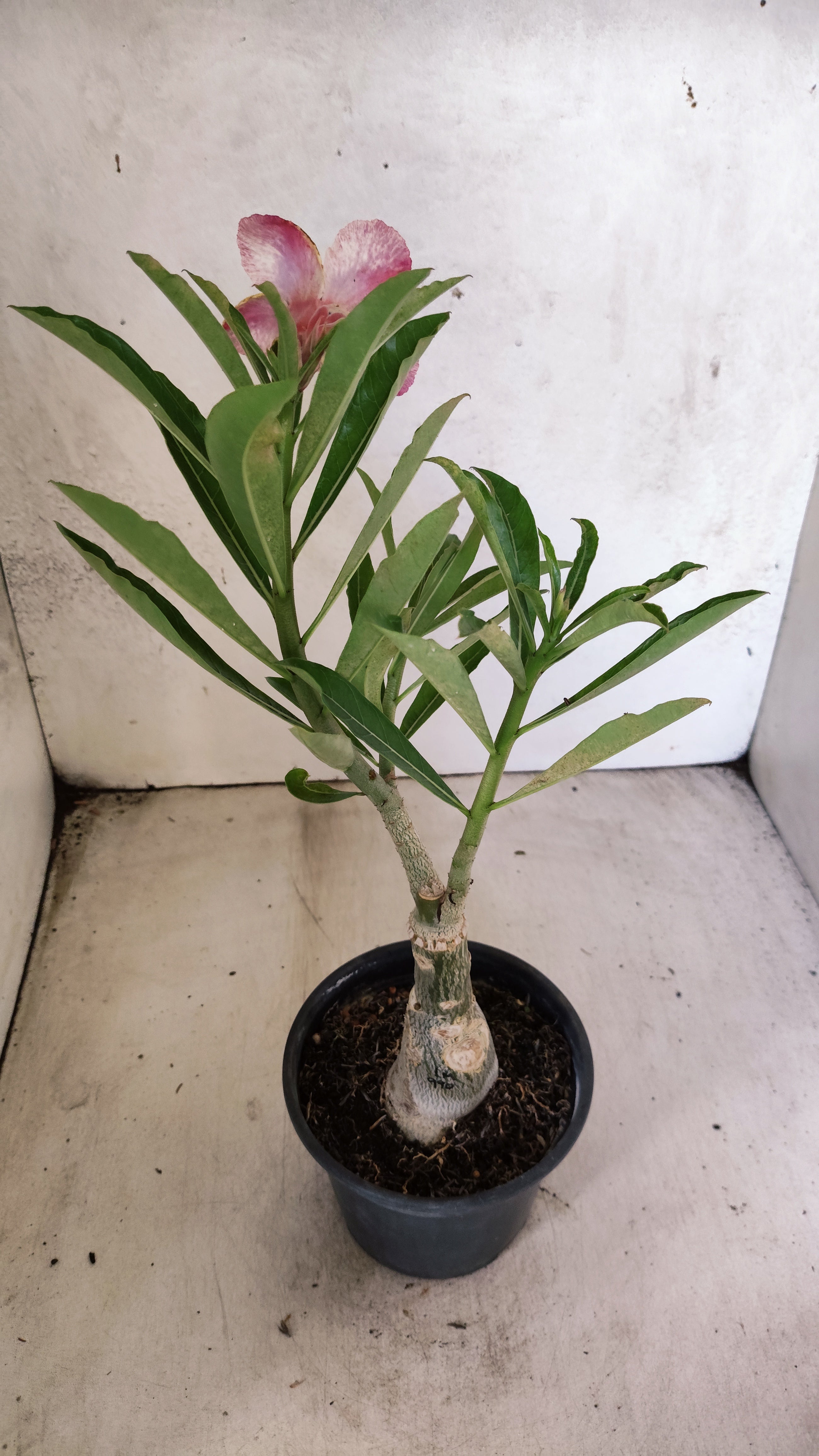 ENXERTO 12744 – 25cm (cor LM 990)