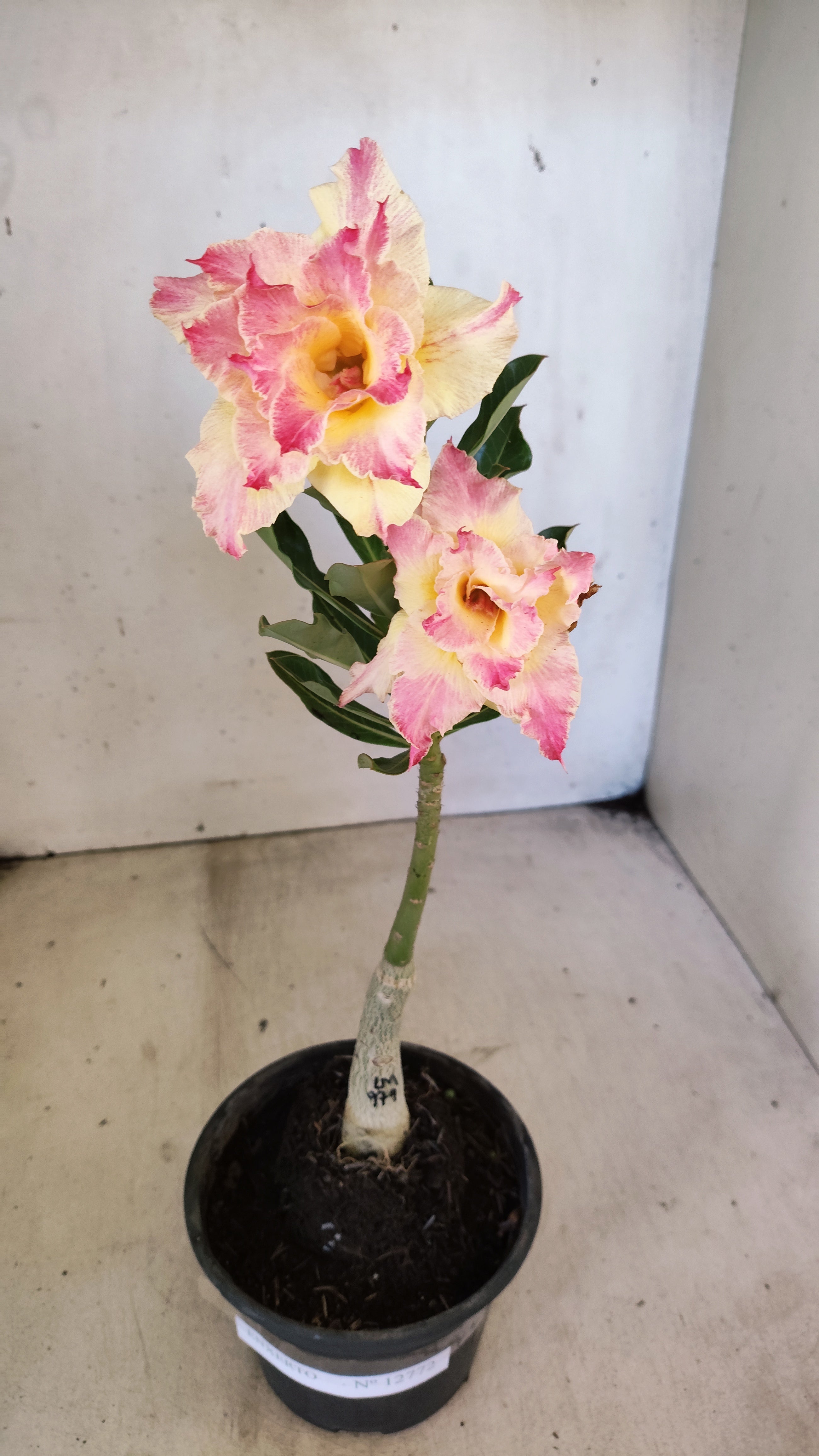 ENXERTO 12772 – 20cm (cor LM 979)