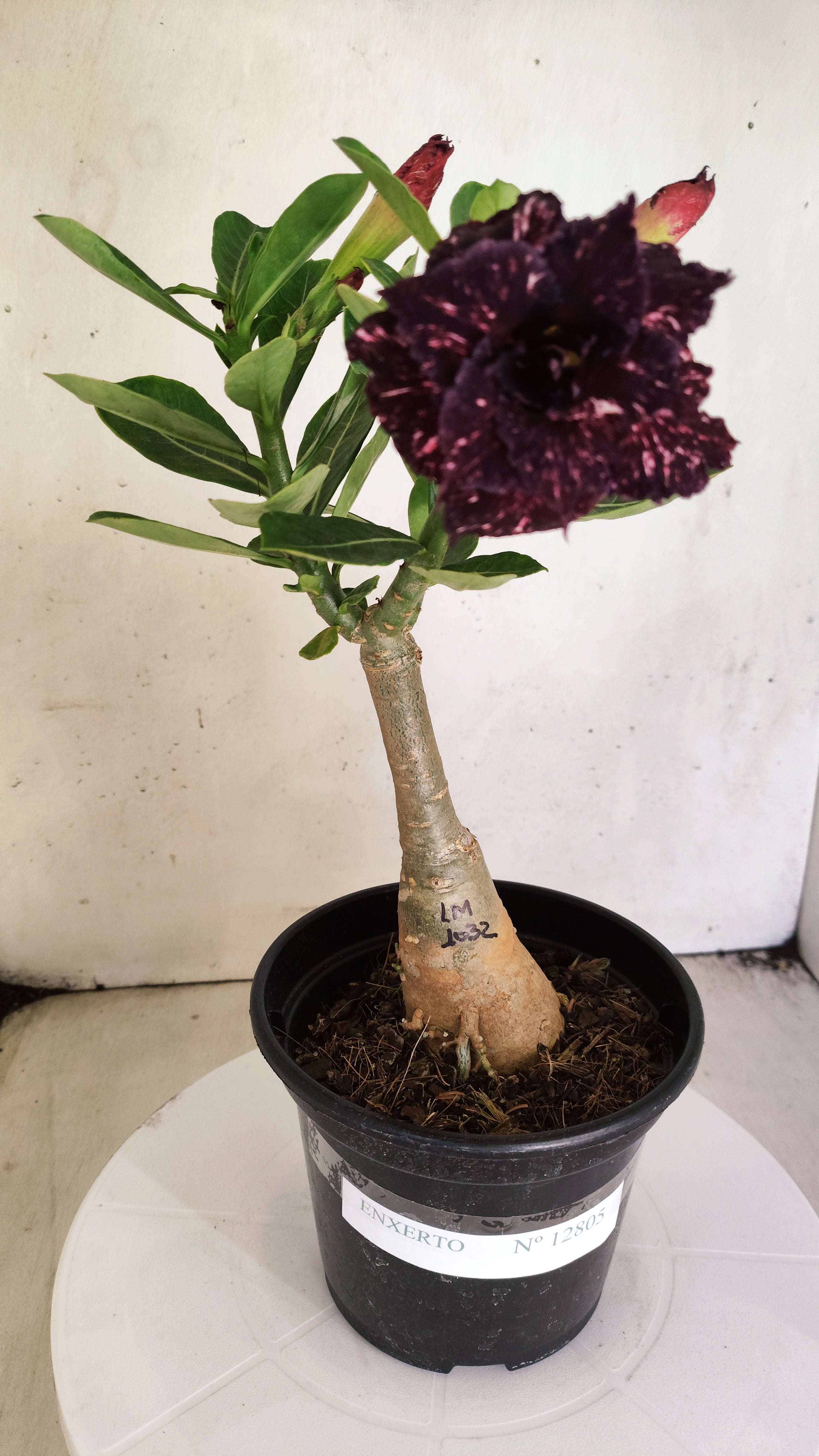 ENXERTO 12805 – 25cm (cor LM 1032) Id: Céu Estrelado