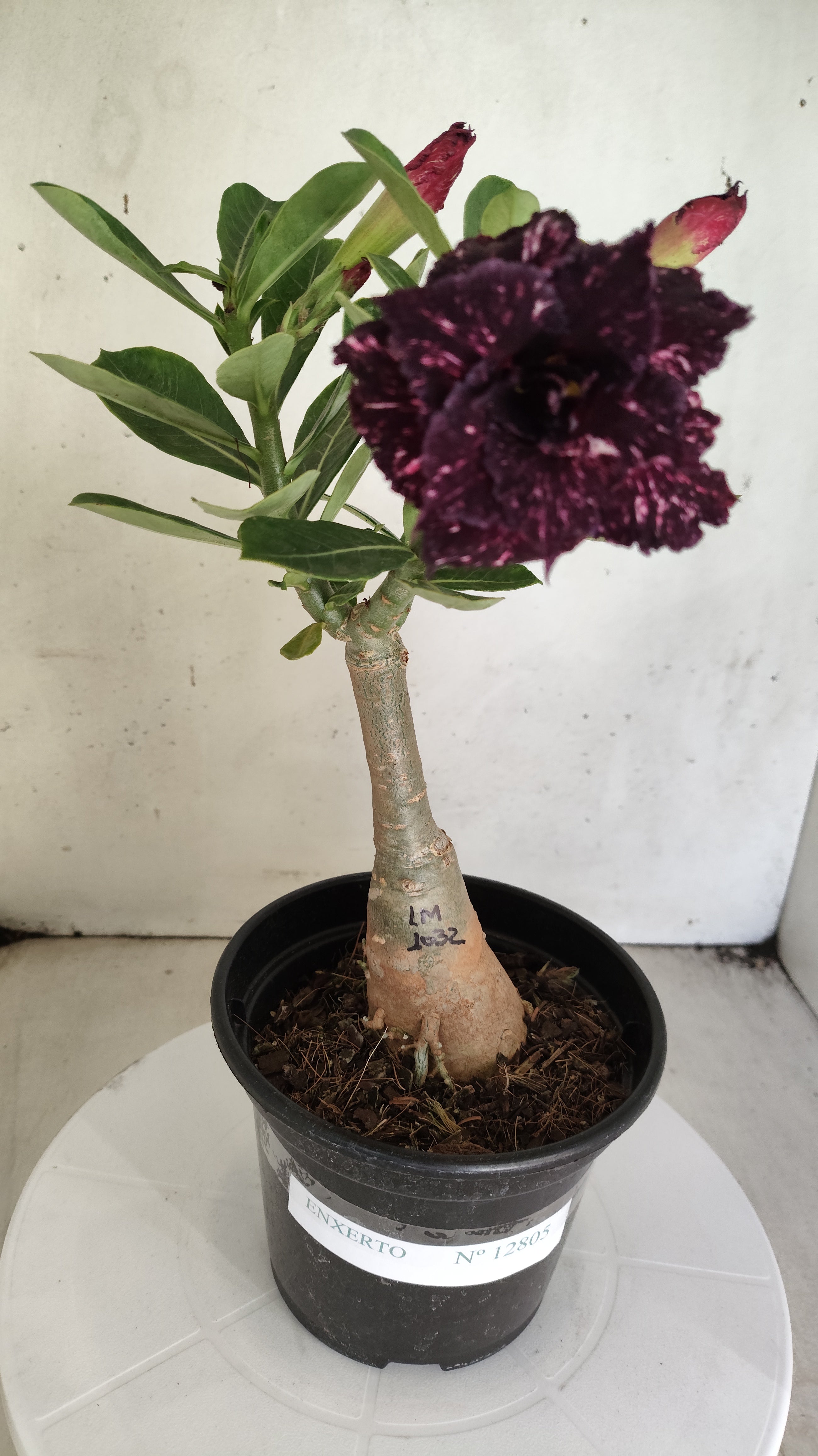 ENXERTO 12805 – 25cm (cor LM 1032) Id: Céu Estrelado