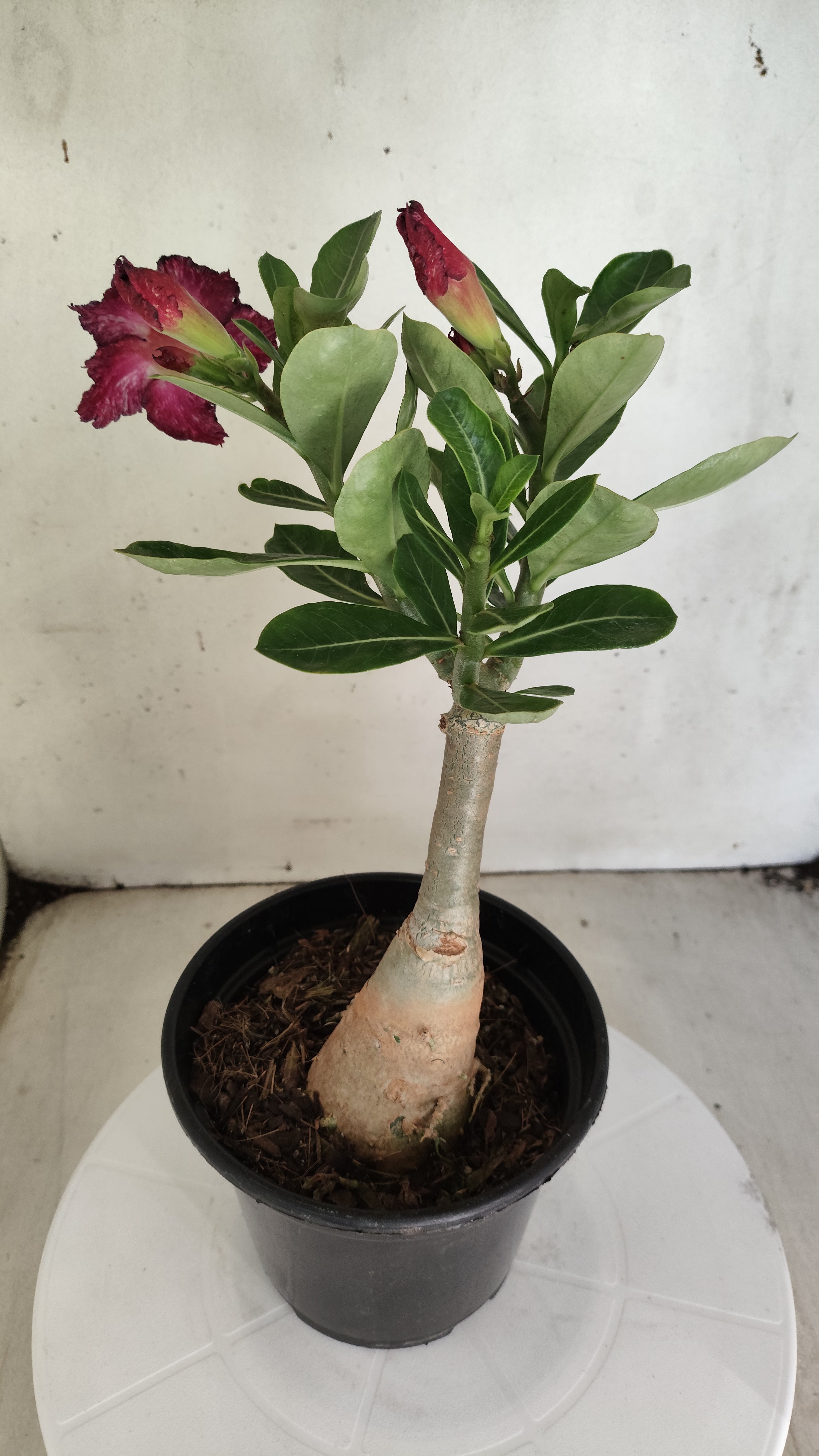 ENXERTO 12805 – 25cm (cor LM 1032) Id: Céu Estrelado
