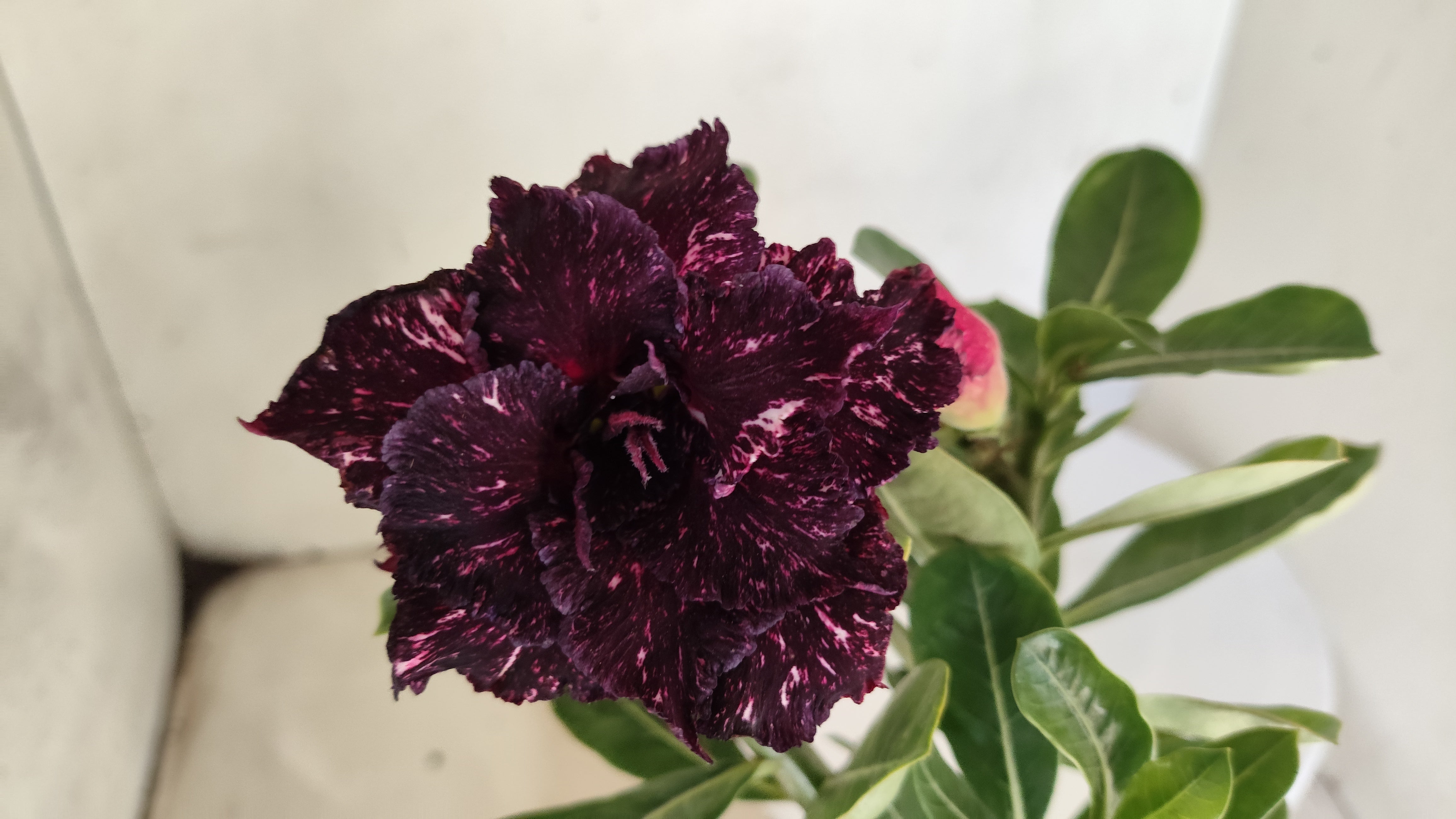 ENXERTO 12805 – 25cm (cor LM 1032) Id: Céu Estrelado