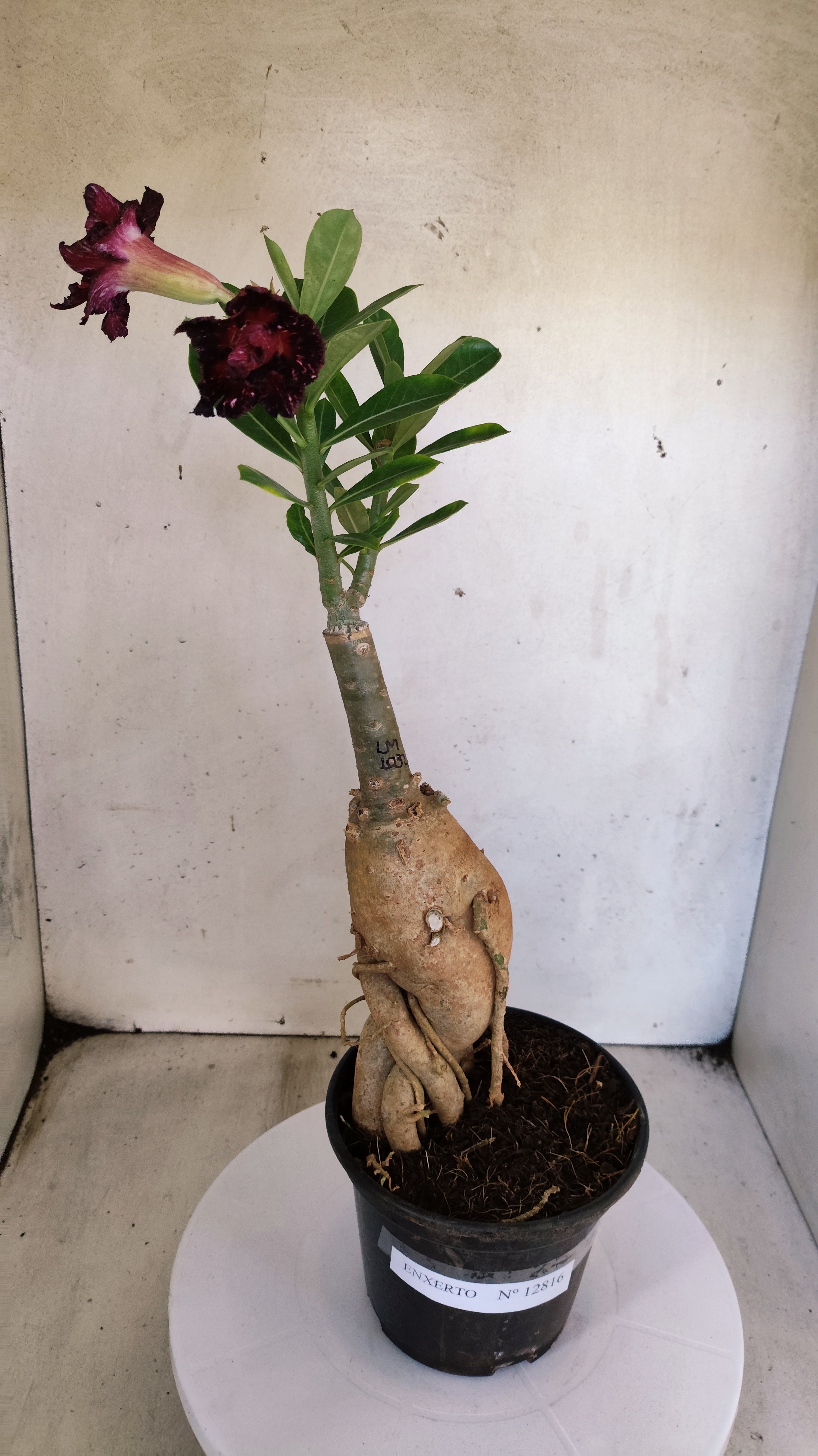 ENXERTO 12816 – 30cm (cor LM 1032) Id: Céu Estrelado