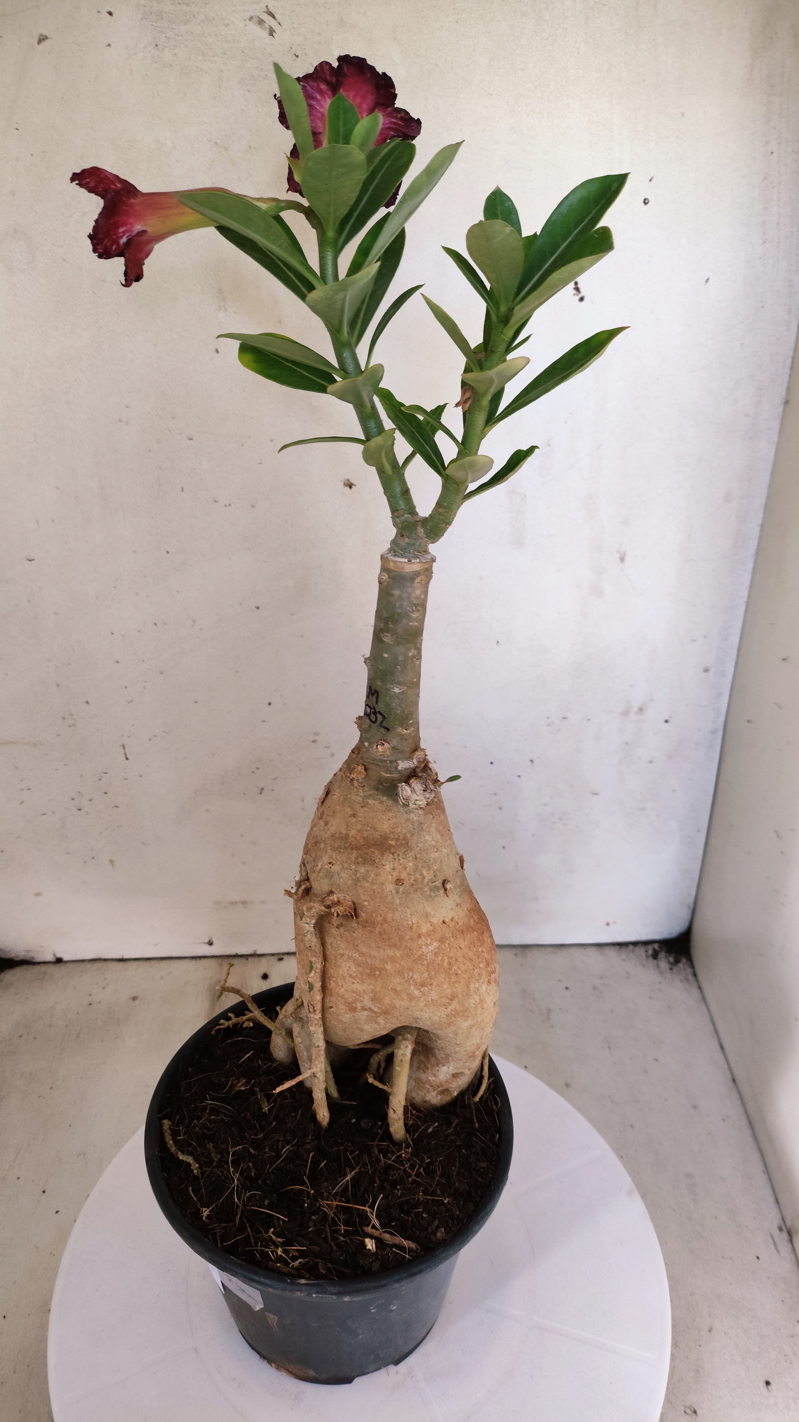 ENXERTO 12816 – 30cm (cor LM 1032) Id: Céu Estrelado