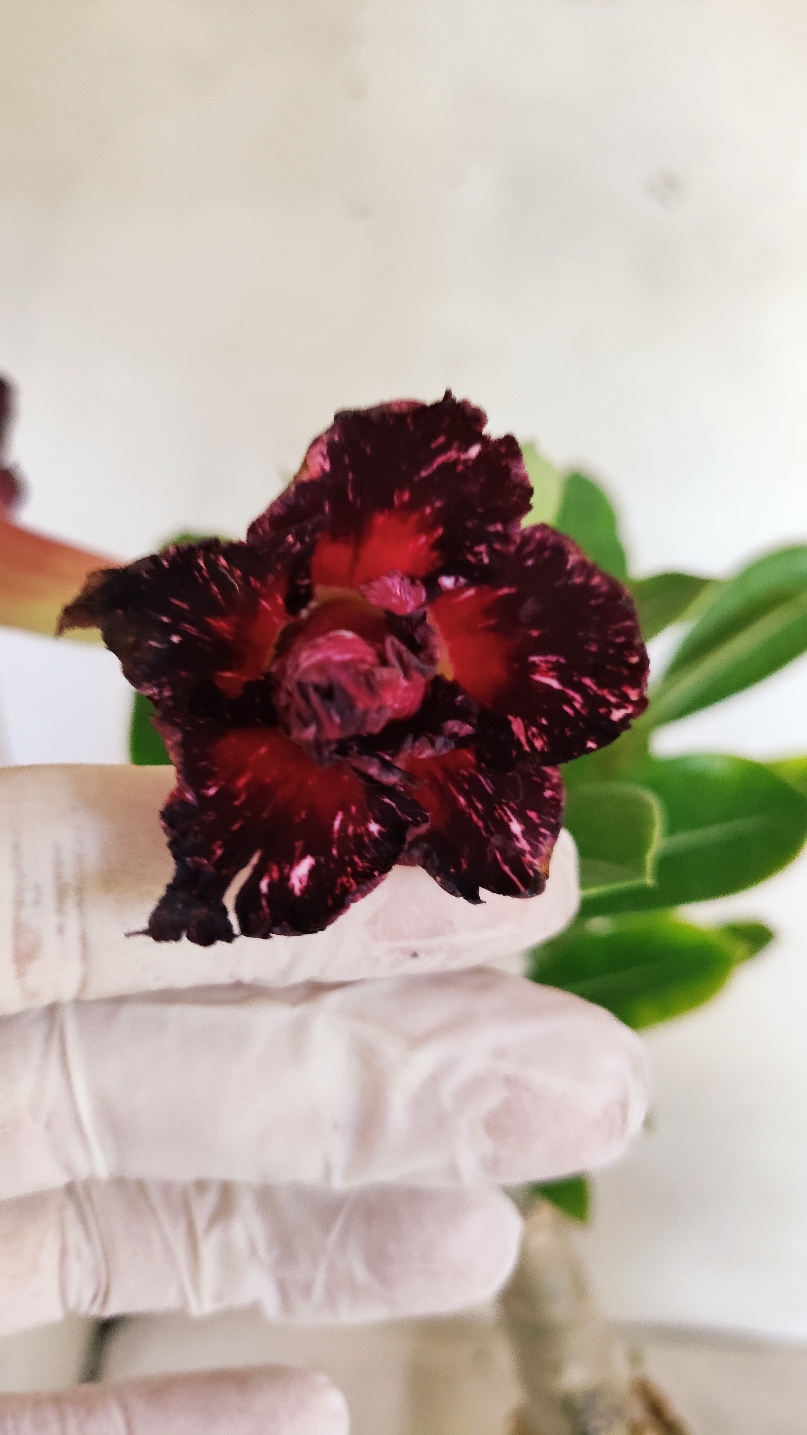 ENXERTO 12816 – 30cm (cor LM 1032) Id: Céu Estrelado