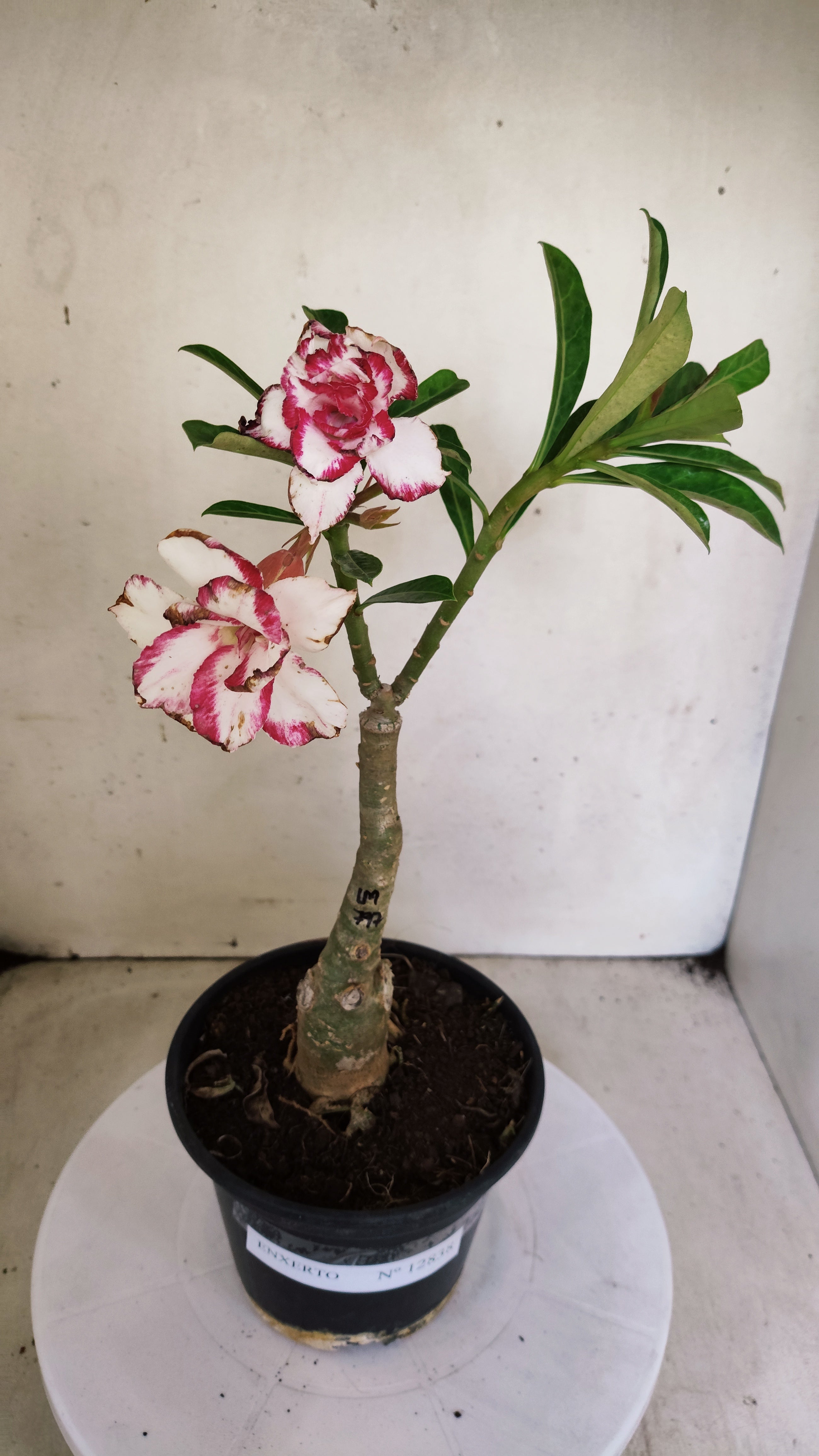 ENXERTO 12838 – 25cm (cor LM 797) iD: Ferrari