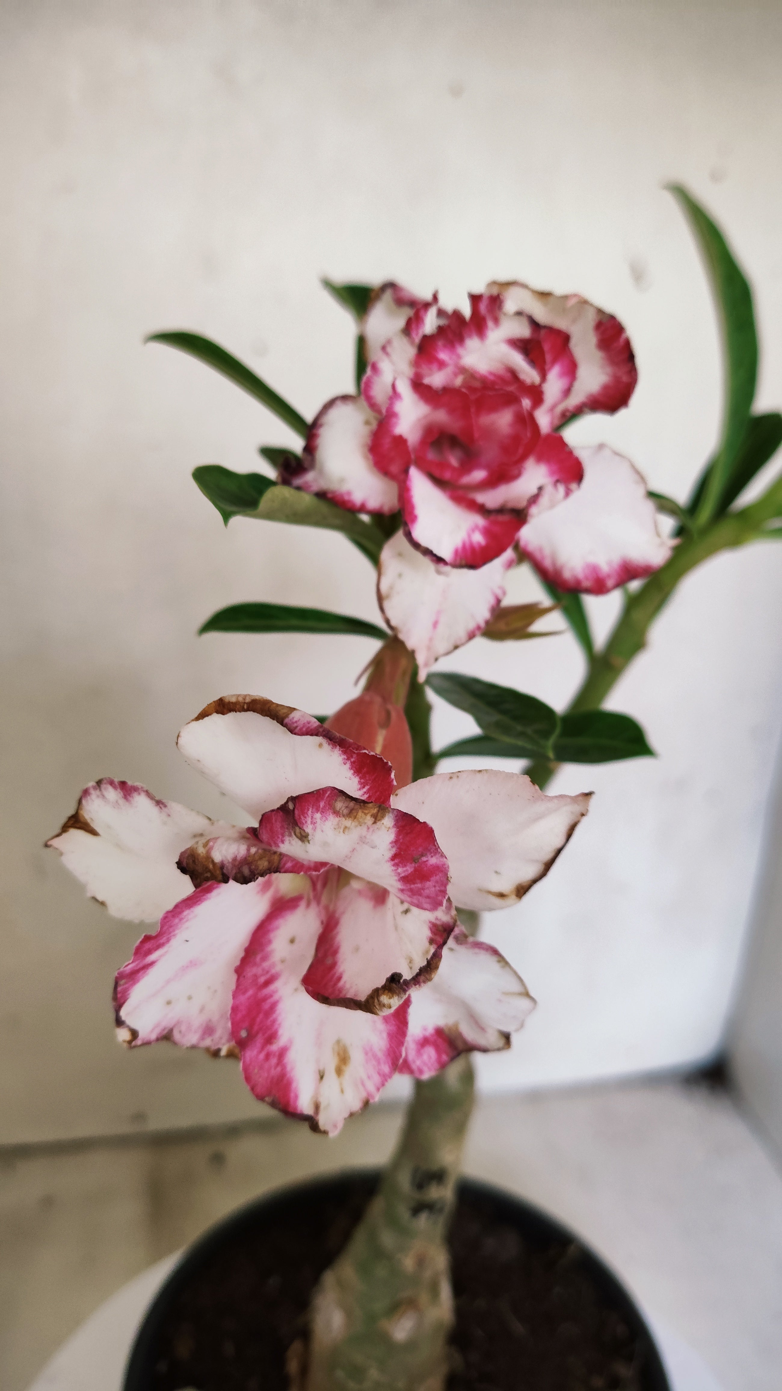 ENXERTO 12838 – 25cm (cor LM 797) iD: Ferrari