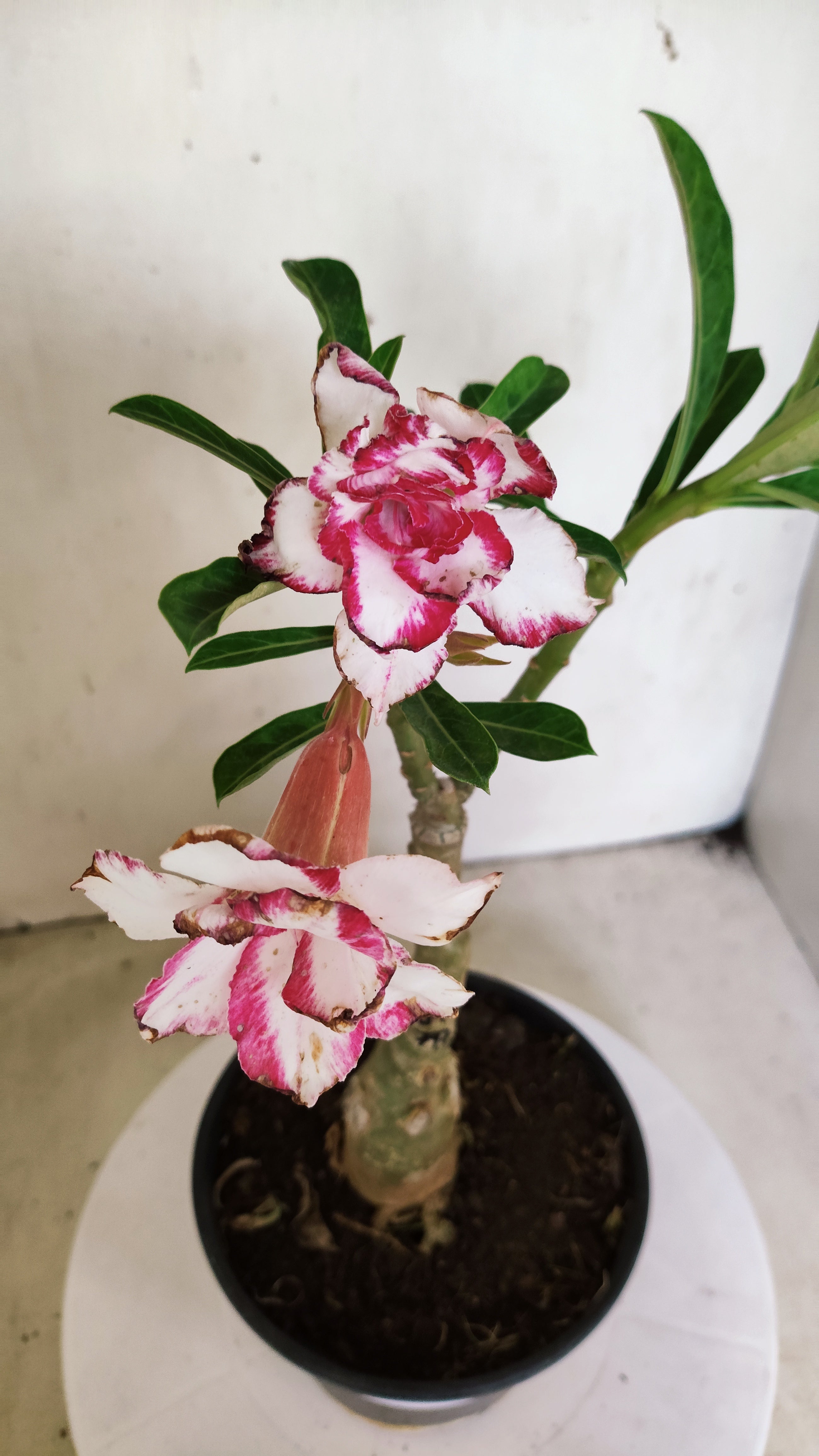 ENXERTO 12838 – 25cm (cor LM 797) iD: Ferrari