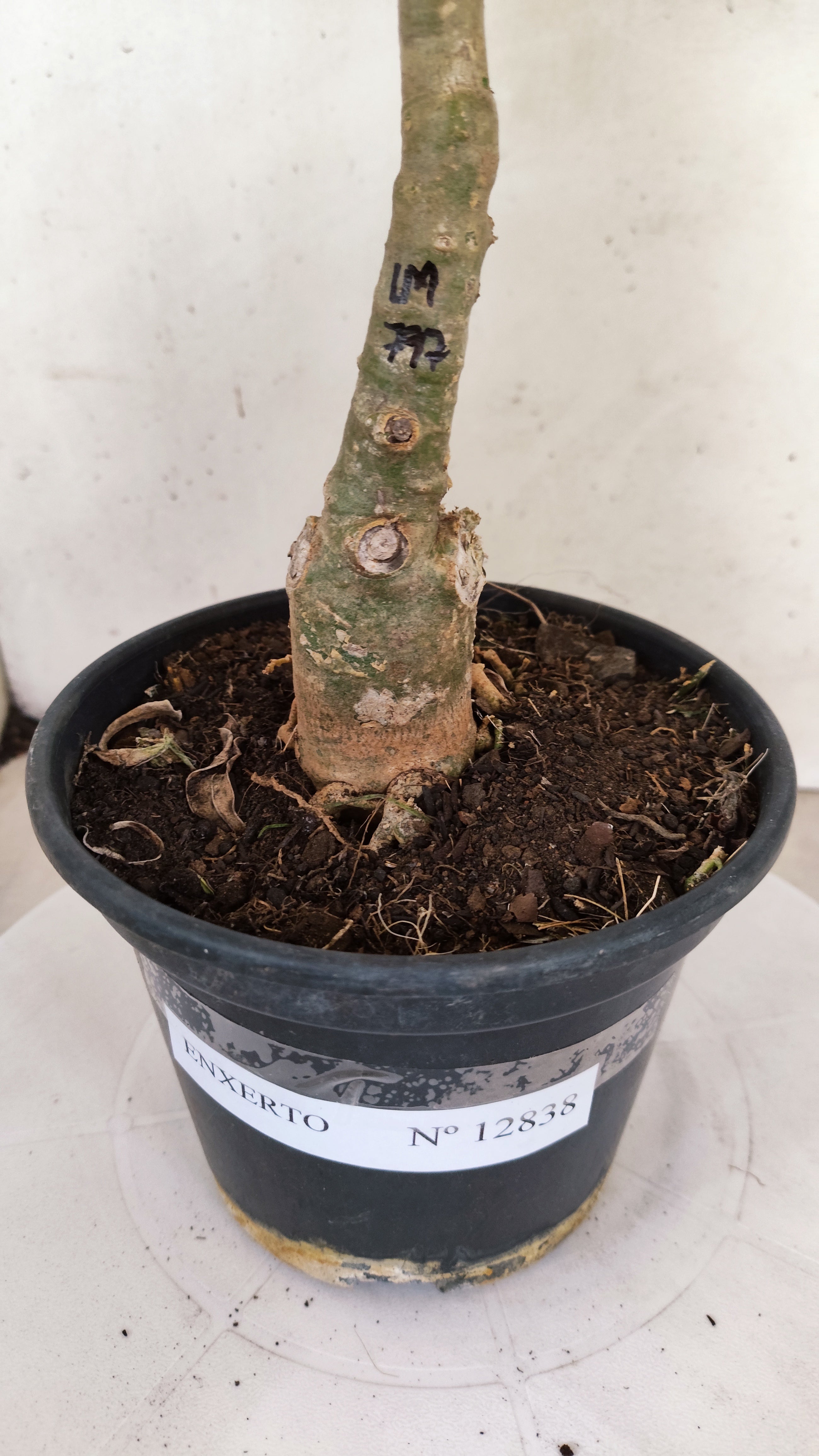 ENXERTO 12838 – 25cm (cor LM 797) iD: Ferrari