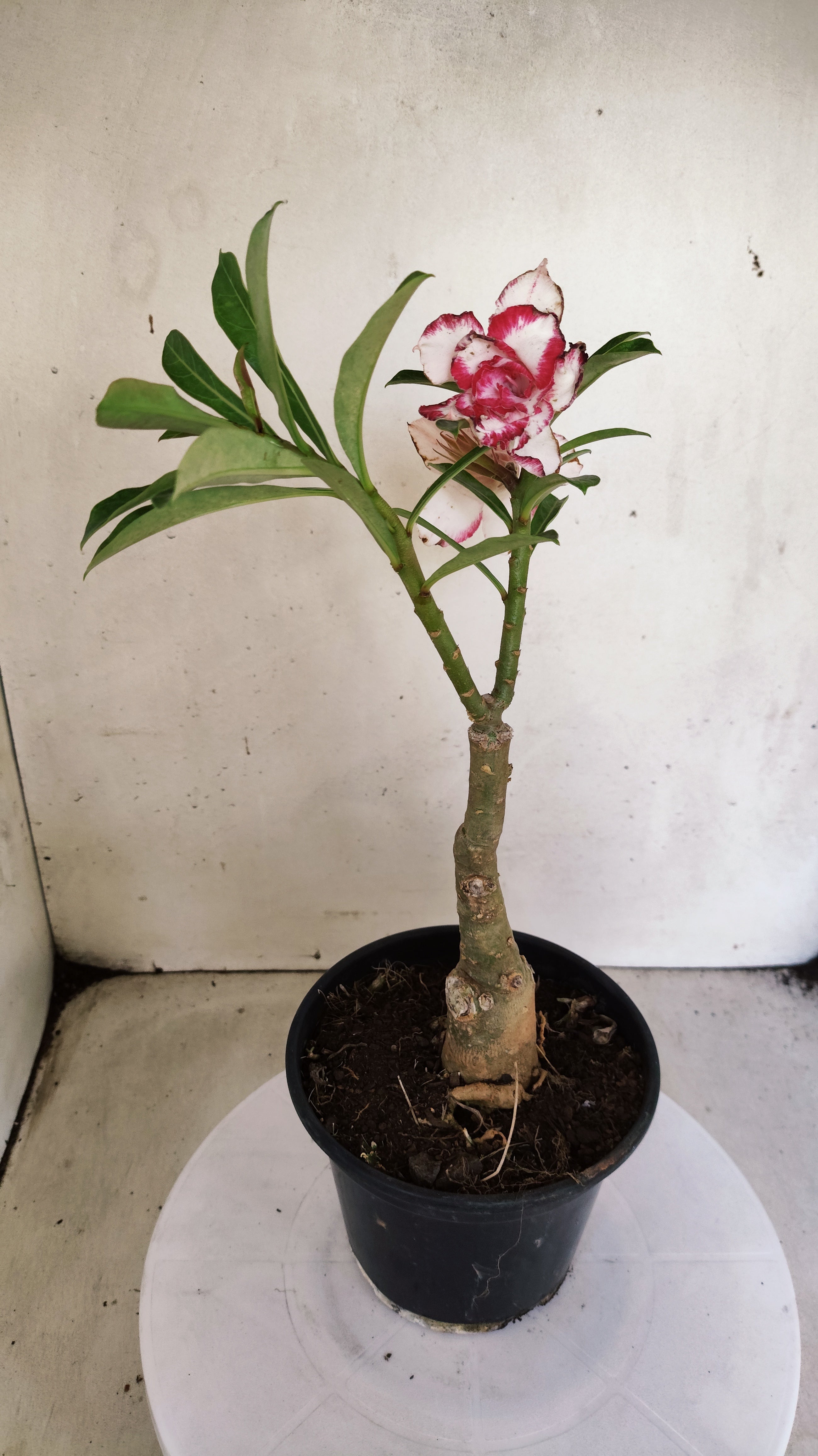 ENXERTO 12838 – 25cm (cor LM 797) iD: Ferrari
