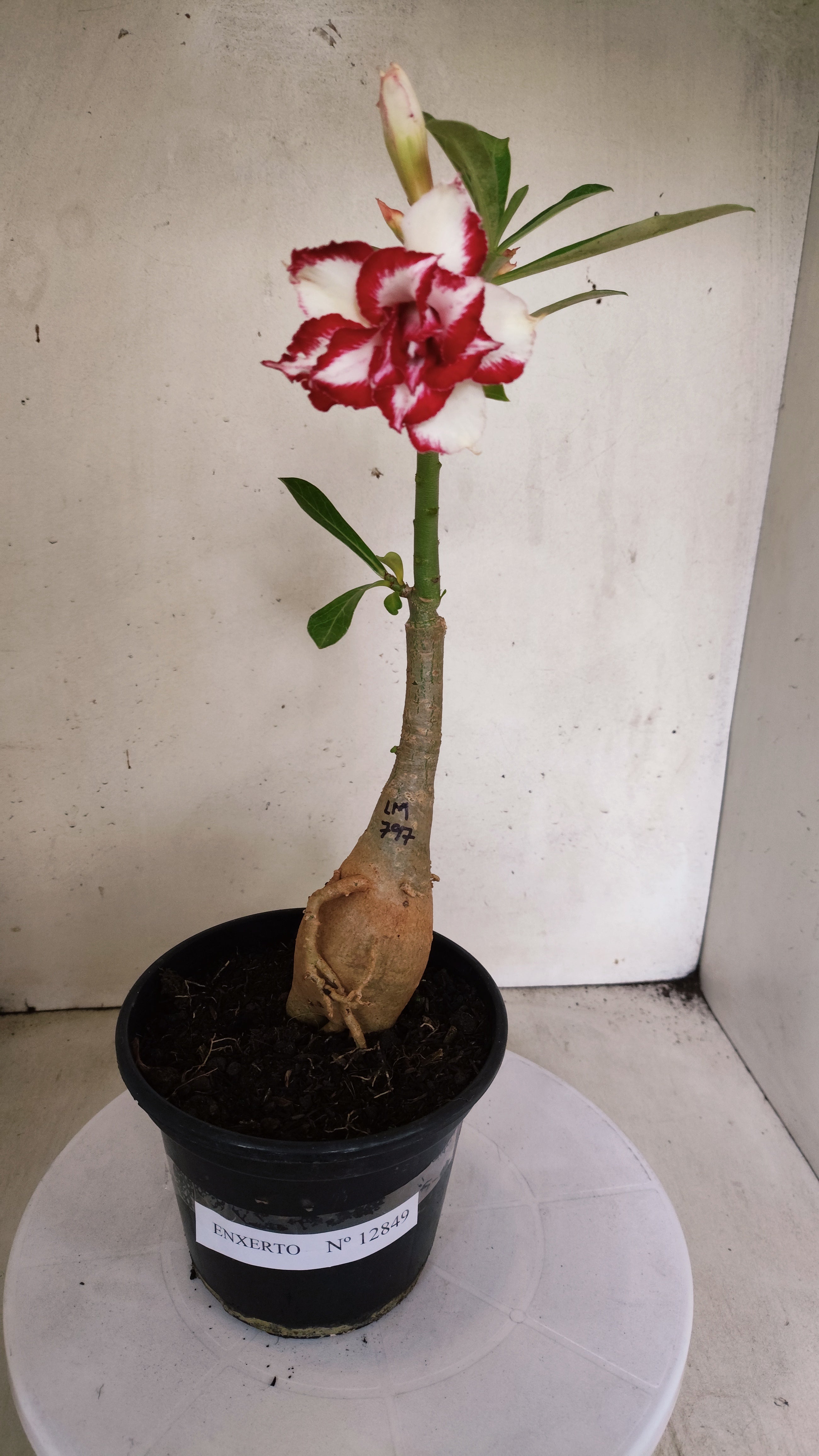 ENXERTO 12849 – 25cm (cor LM 979) Id: FERRARI