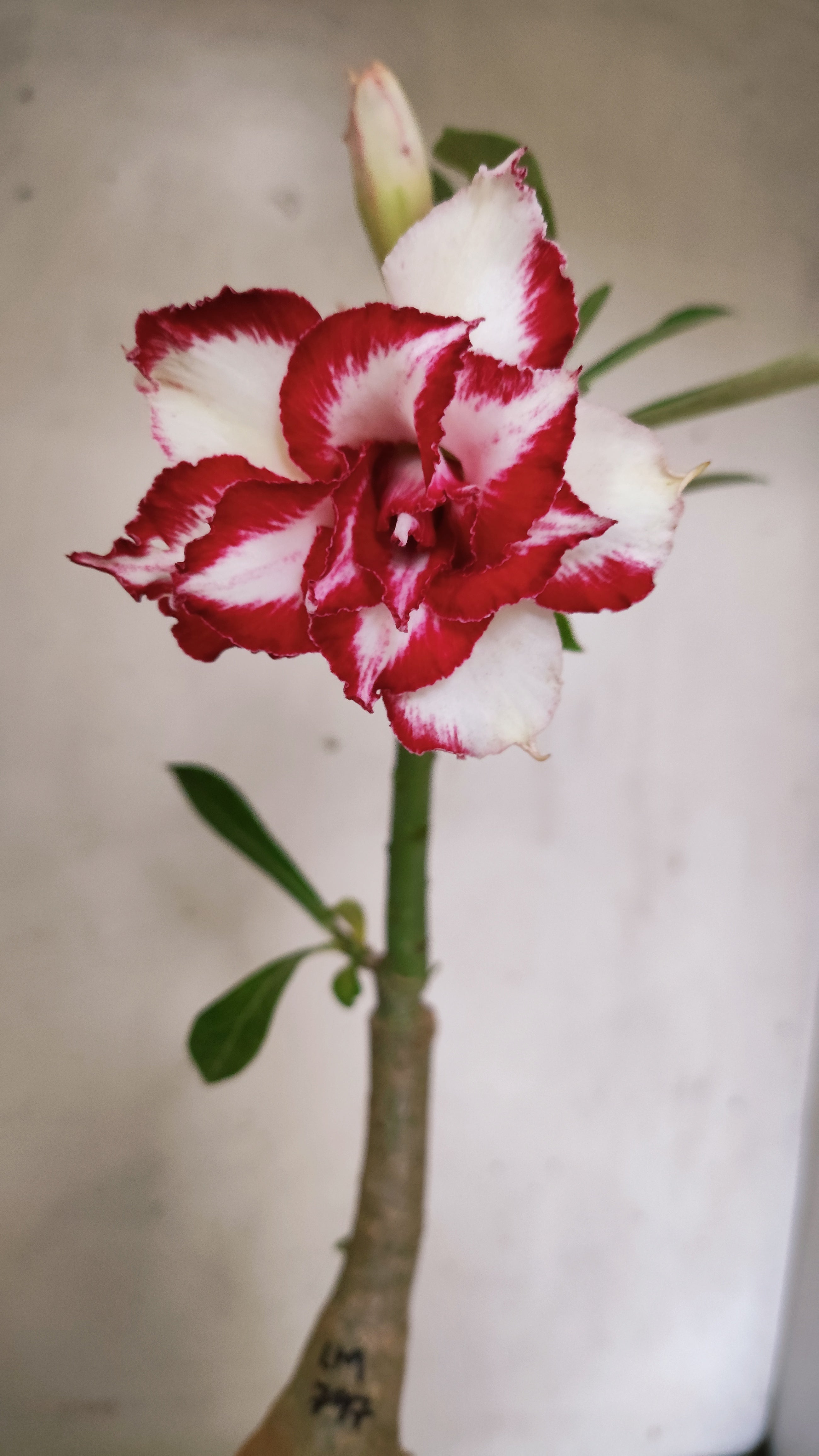ENXERTO 12849 – 25cm (cor LM 979) Id: FERRARI