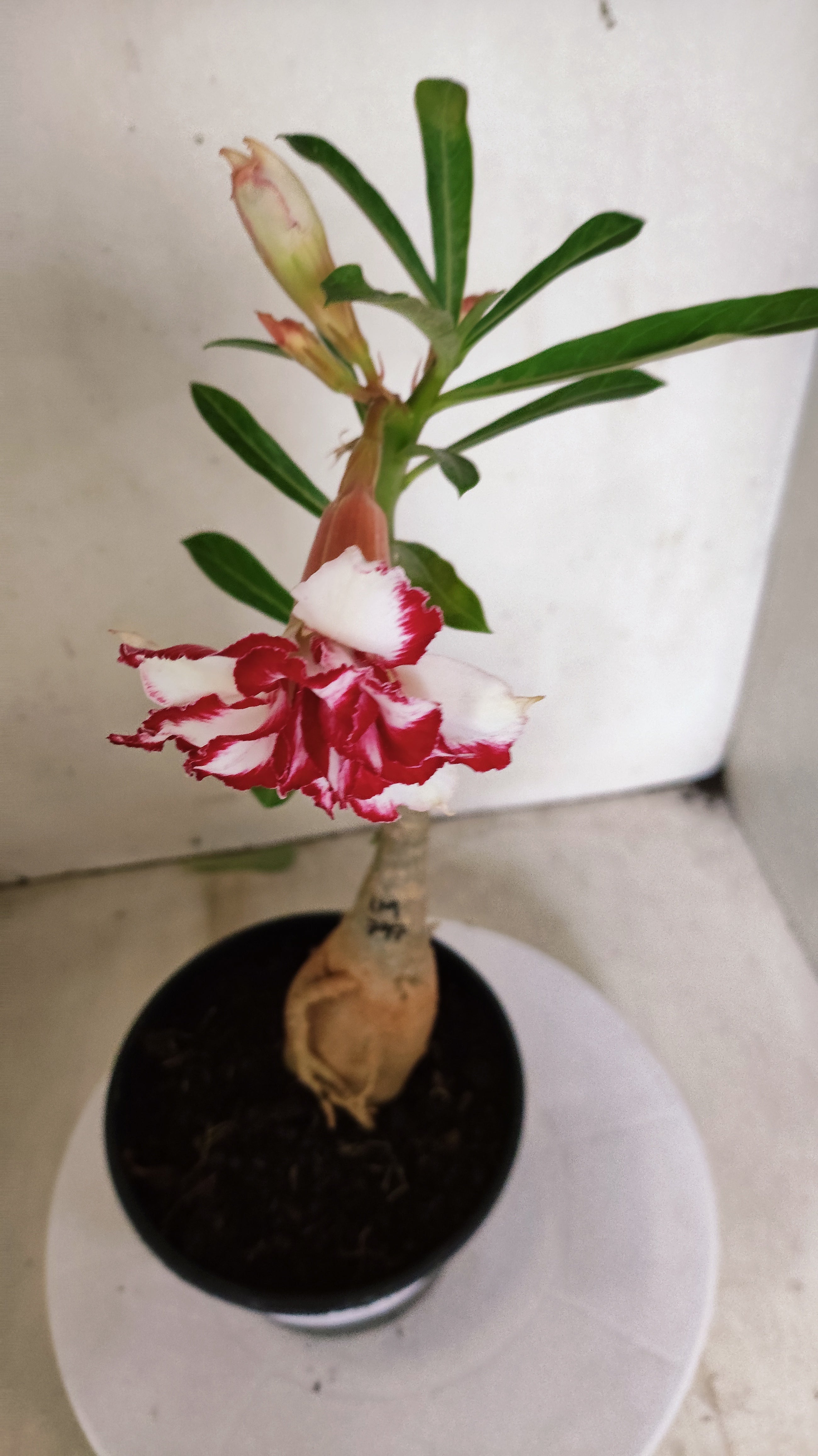 ENXERTO 12849 – 25cm (cor LM 979) Id: FERRARI