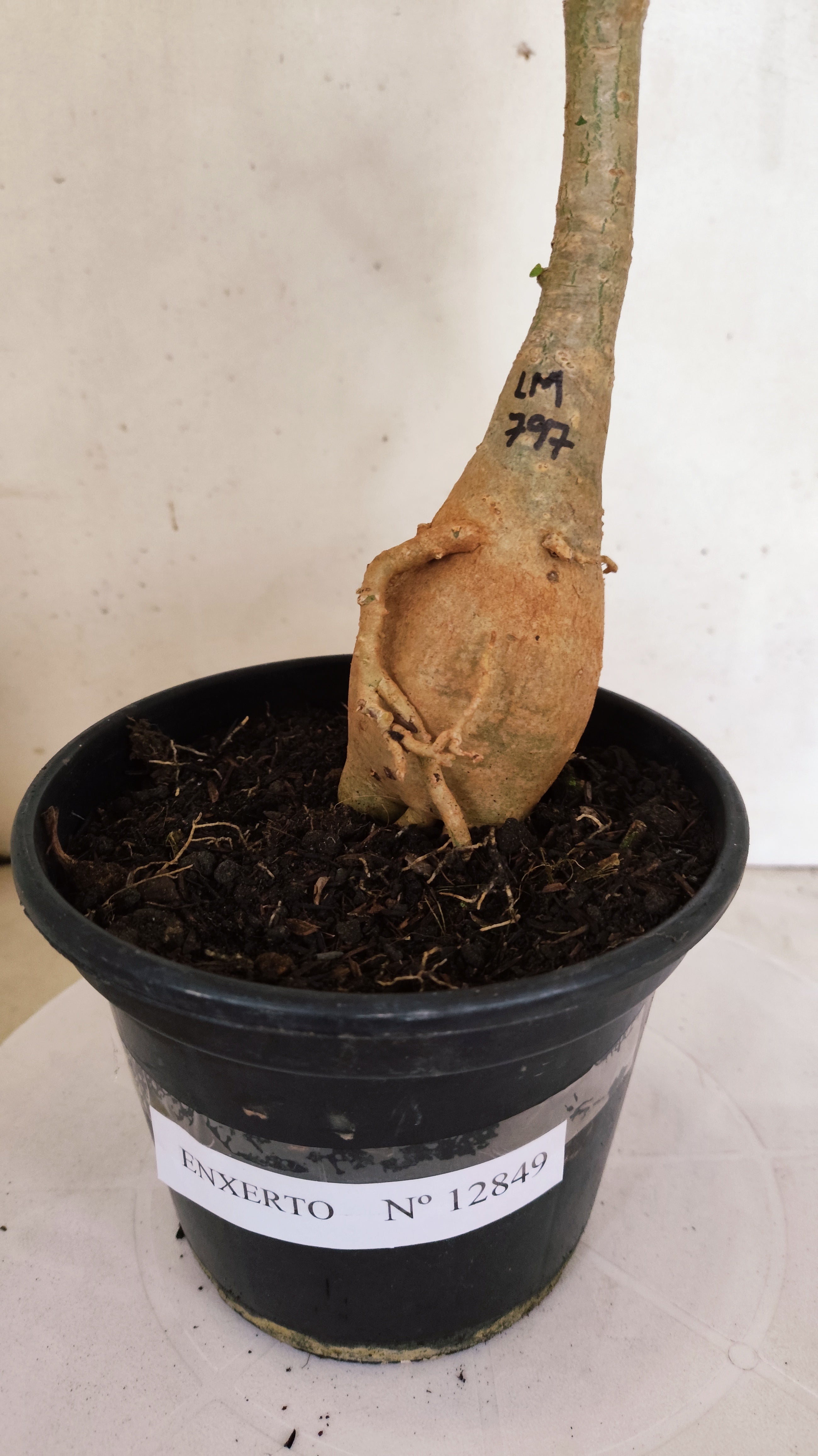 ENXERTO 12849 – 25cm (cor LM 979) Id: FERRARI