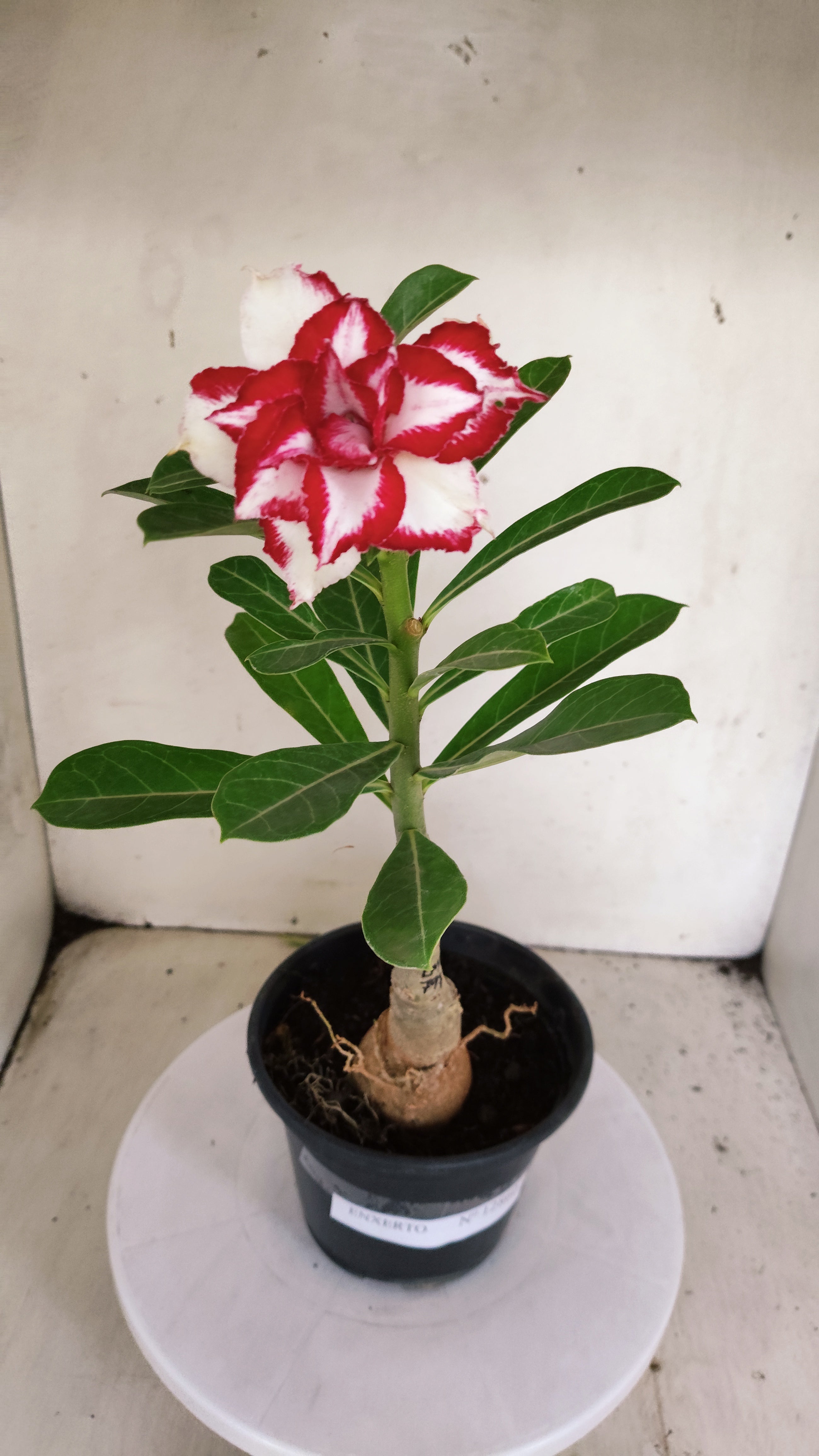 ENXERTO 12860 – 30cm (cor LM 797) Id: FERRARI