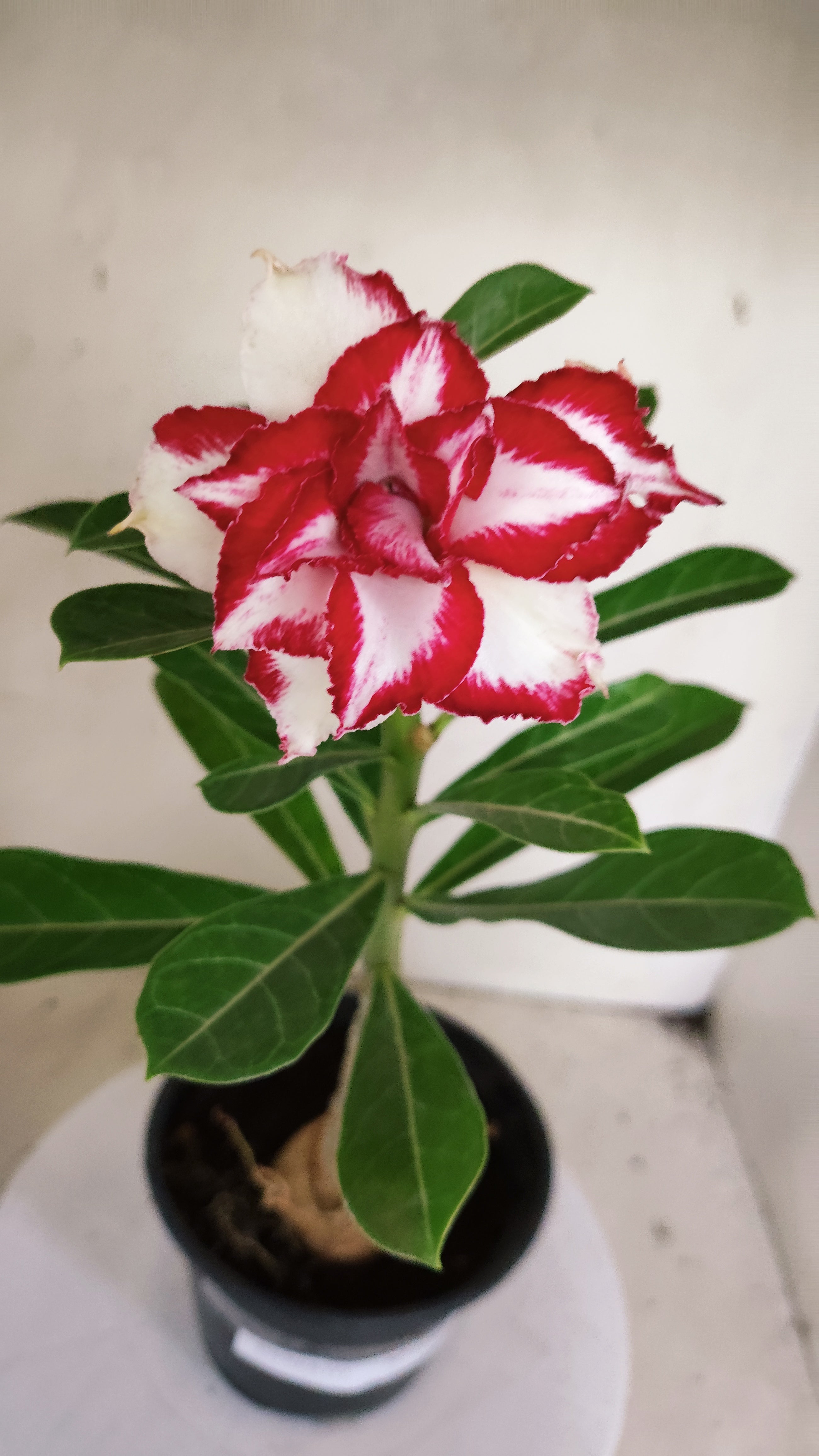 ENXERTO 12860 – 30cm (cor LM 797) Id: FERRARI