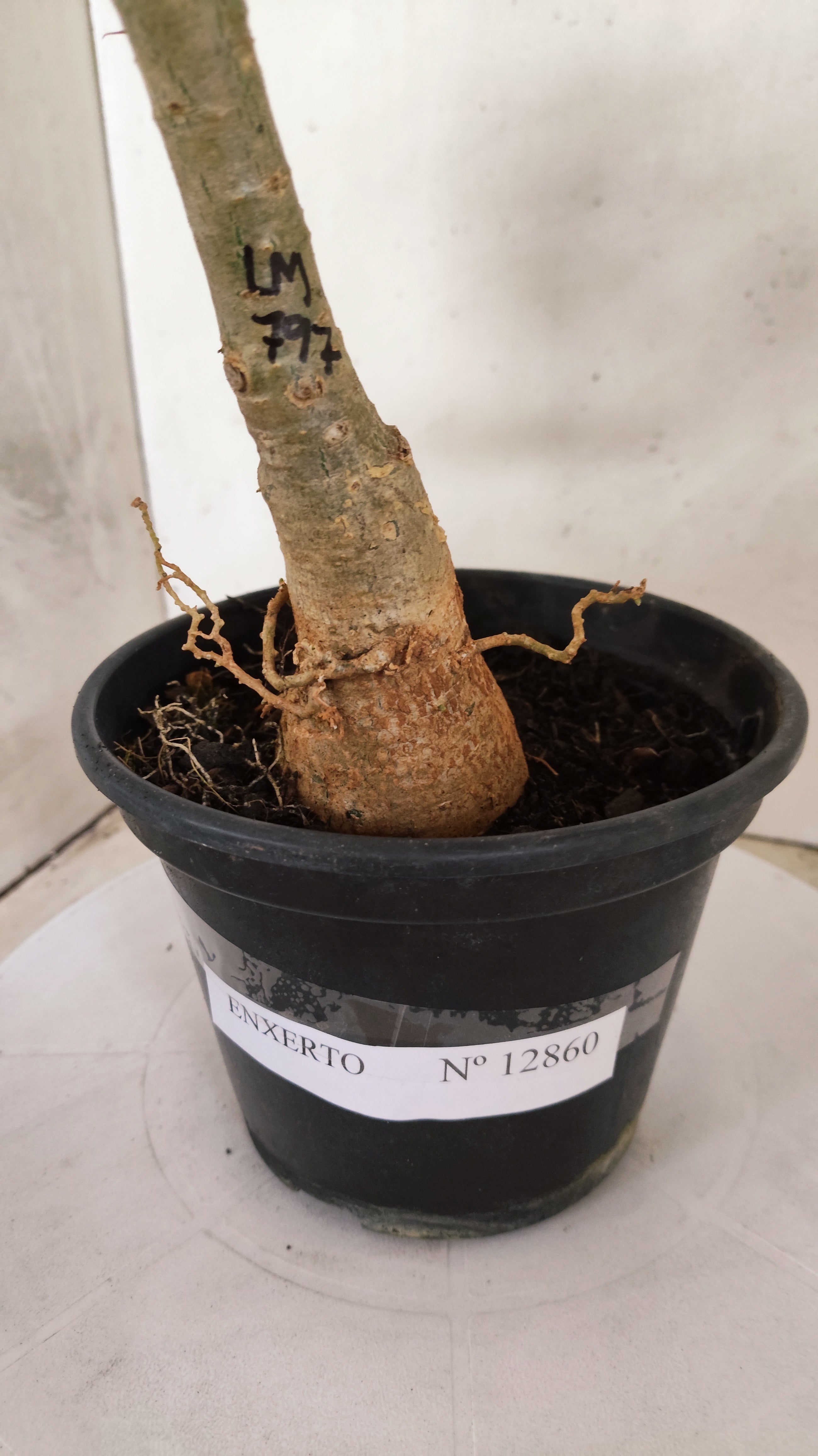 ENXERTO 12860 – 30cm (cor LM 797) Id: FERRARI