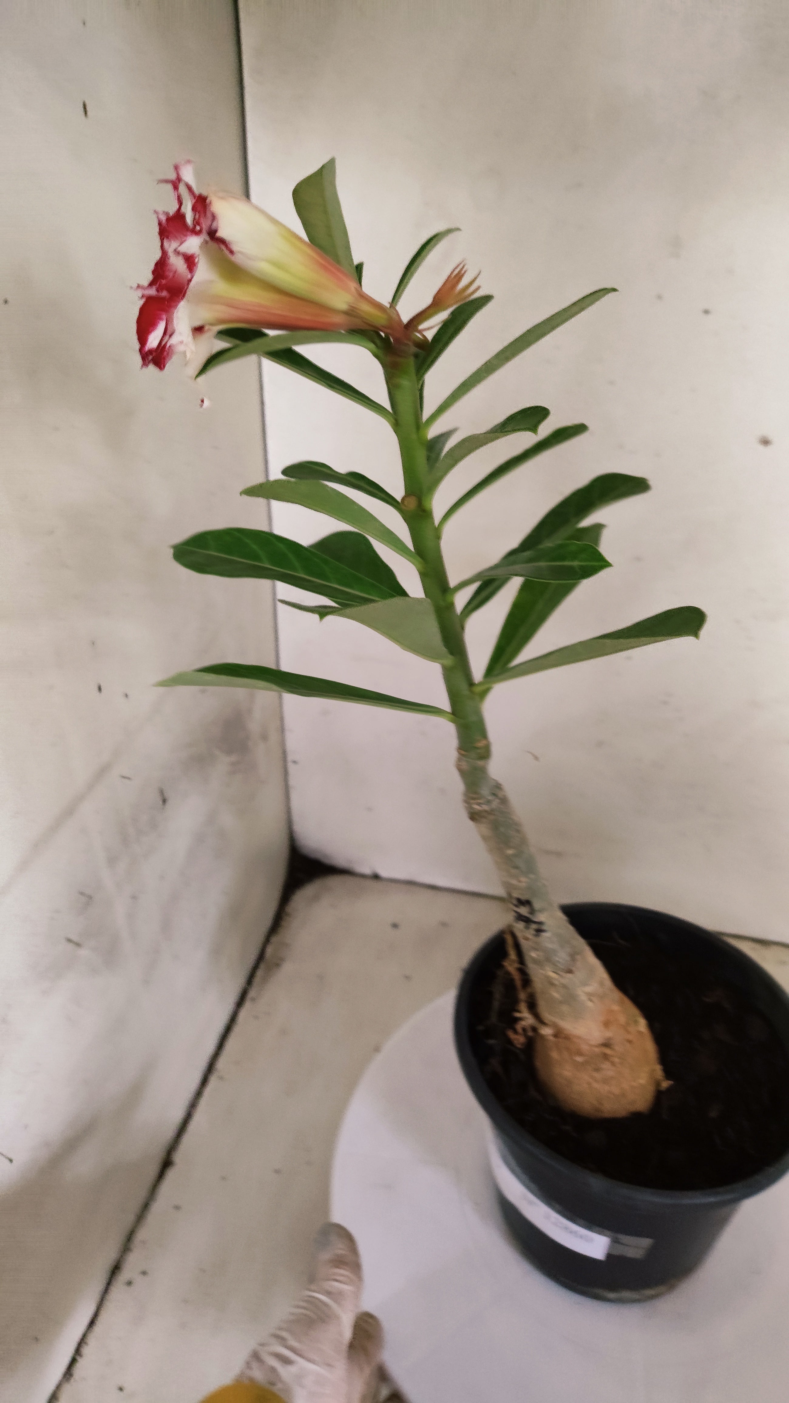 ENXERTO 12860 – 30cm (cor LM 797) Id: FERRARI