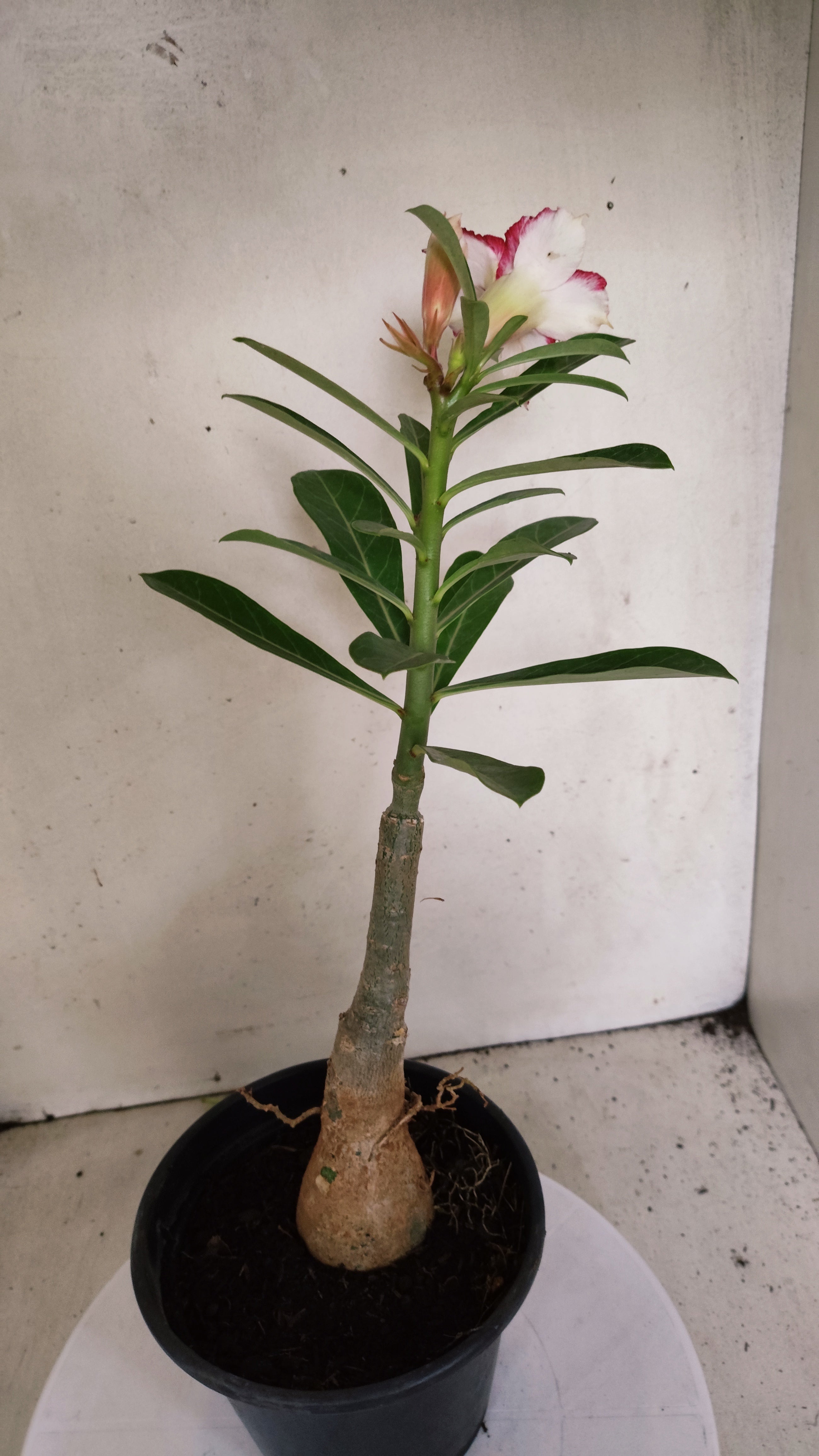 ENXERTO 12860 – 30cm (cor LM 797) Id: FERRARI