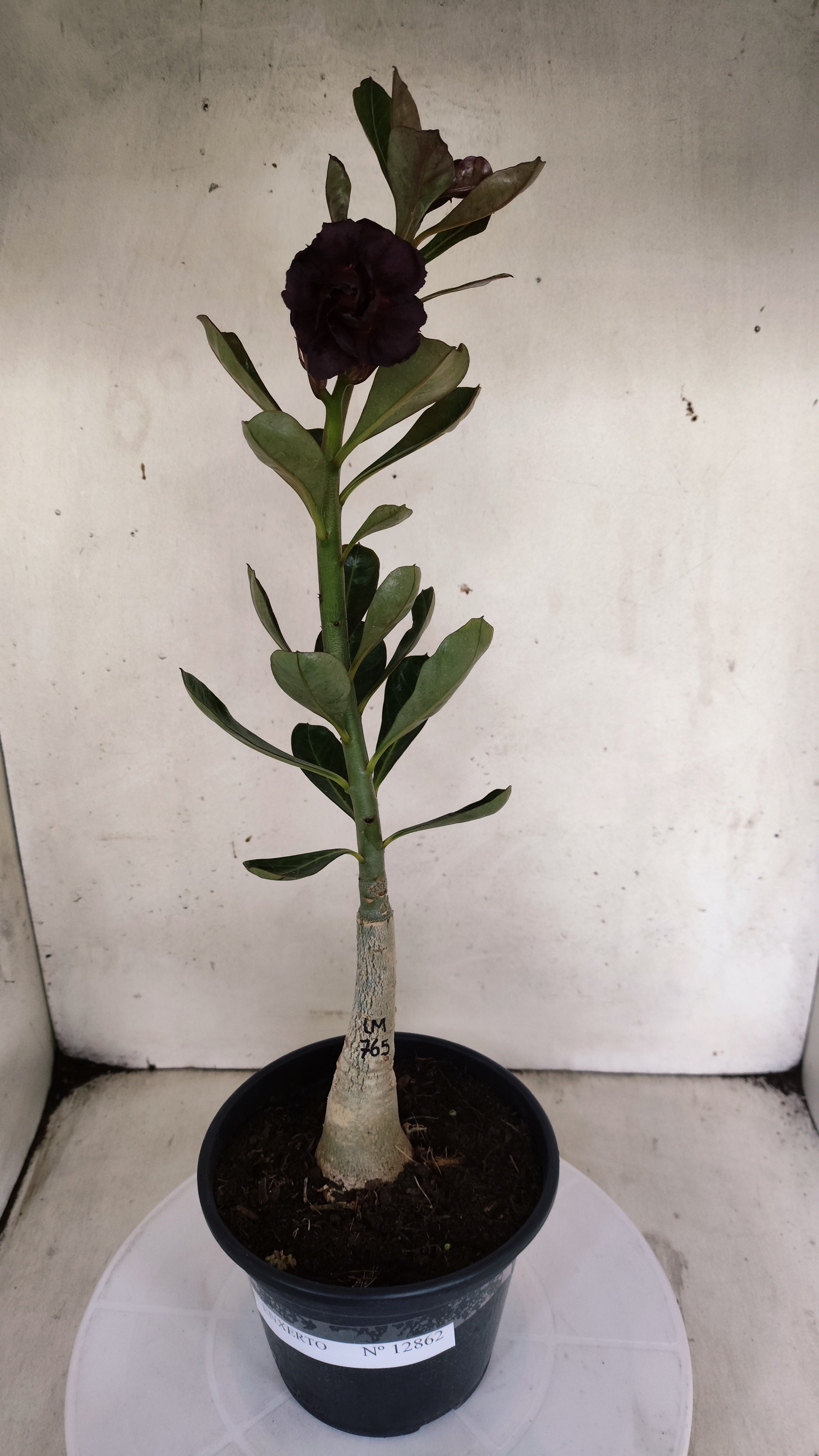 ENXERTO 12862 – 30cm (cor LM 765)