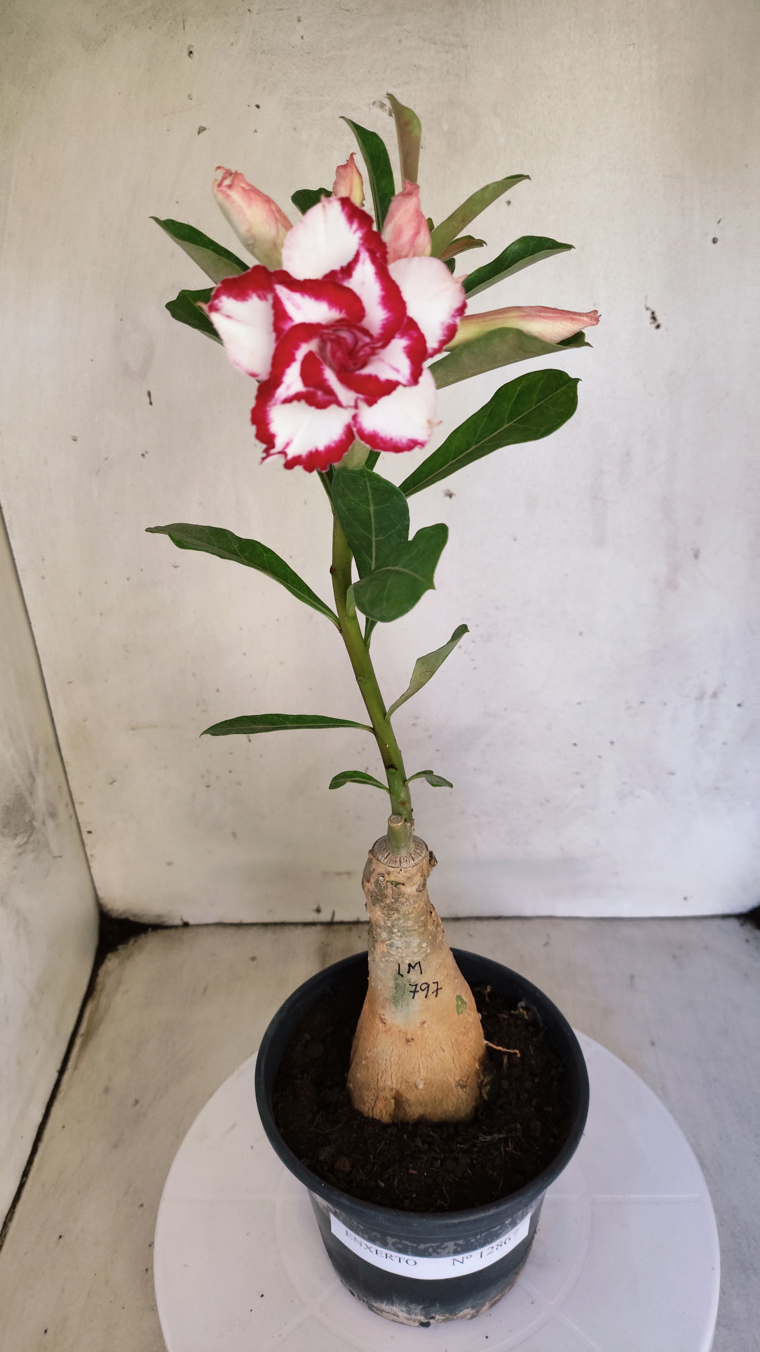 ENXERTO 12867 – 30cm (cor LM 797) iD: FERRARI