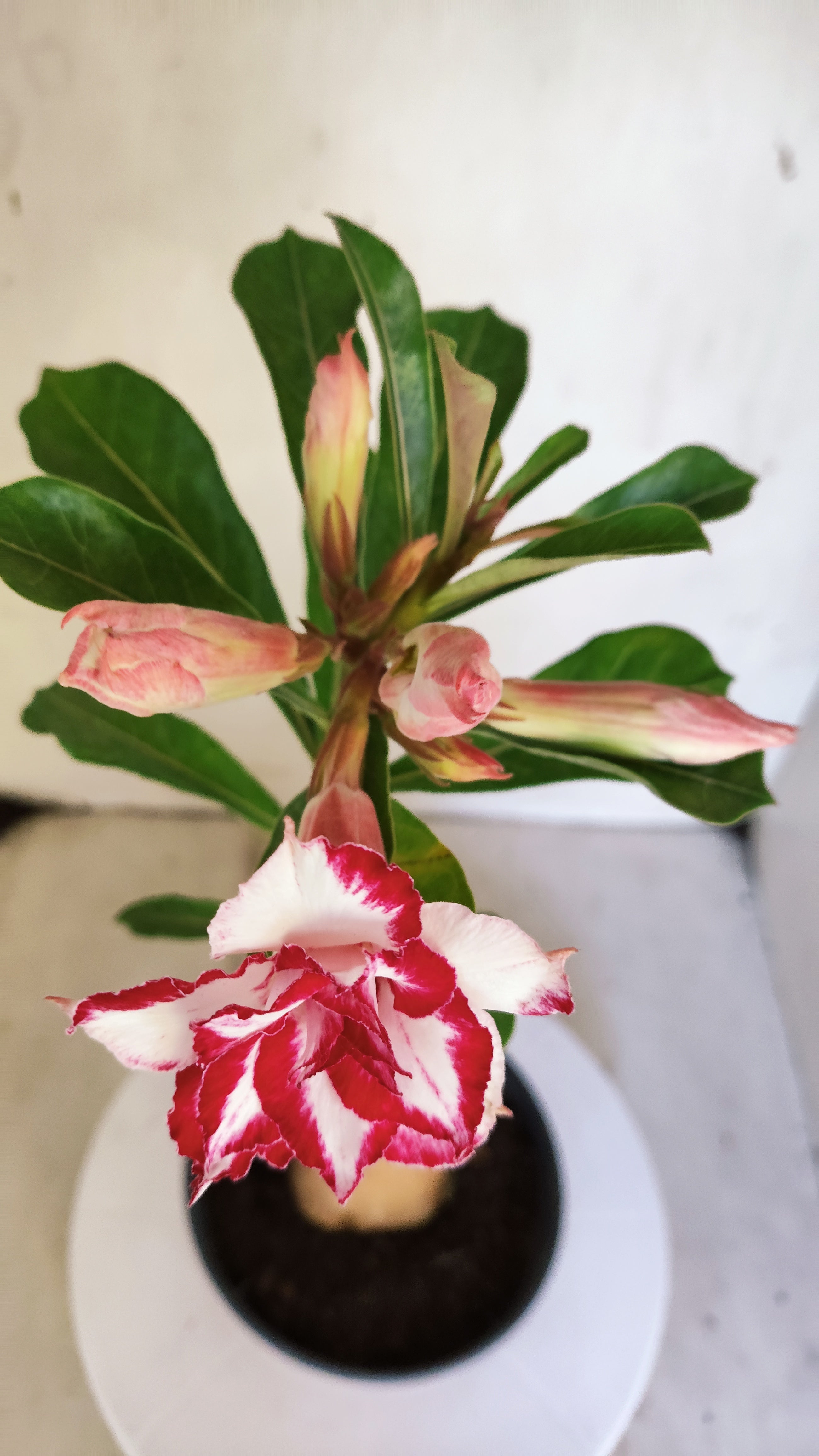 ENXERTO 12867 – 30cm (cor LM 797) iD: FERRARI
