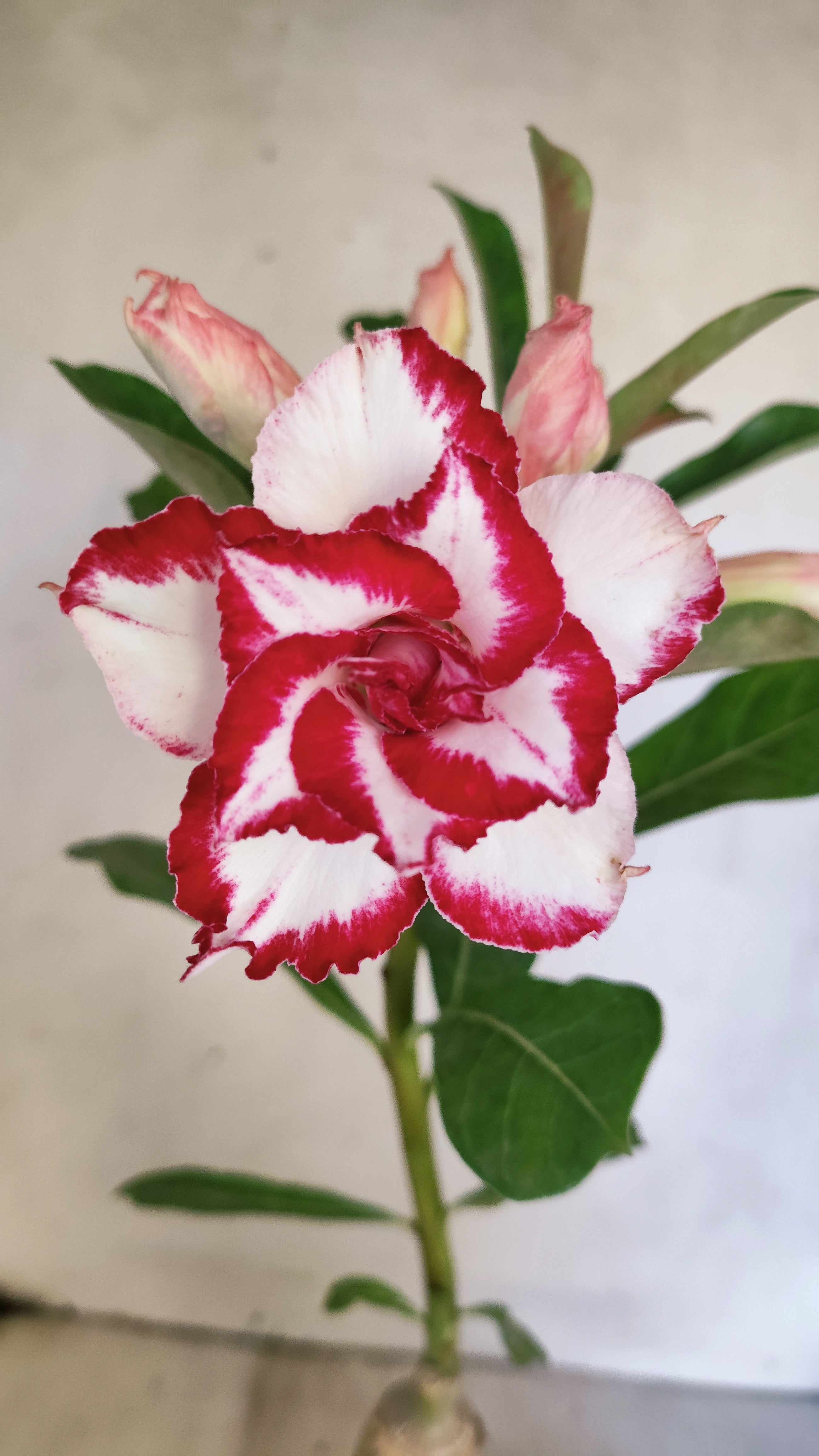 ENXERTO 12867 – 30cm (cor LM 797) iD: FERRARI