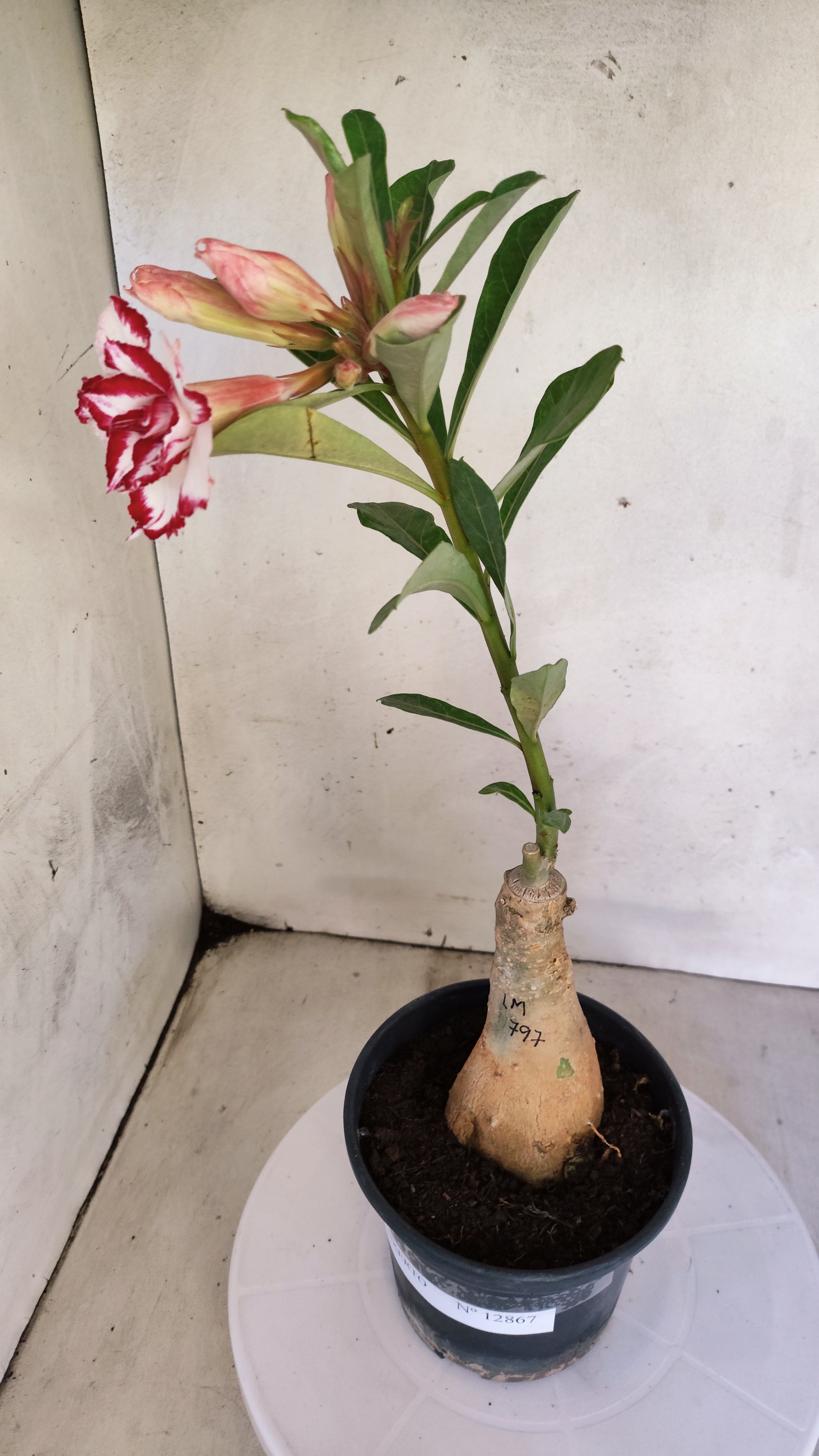 ENXERTO 12867 – 30cm (cor LM 797) iD: FERRARI