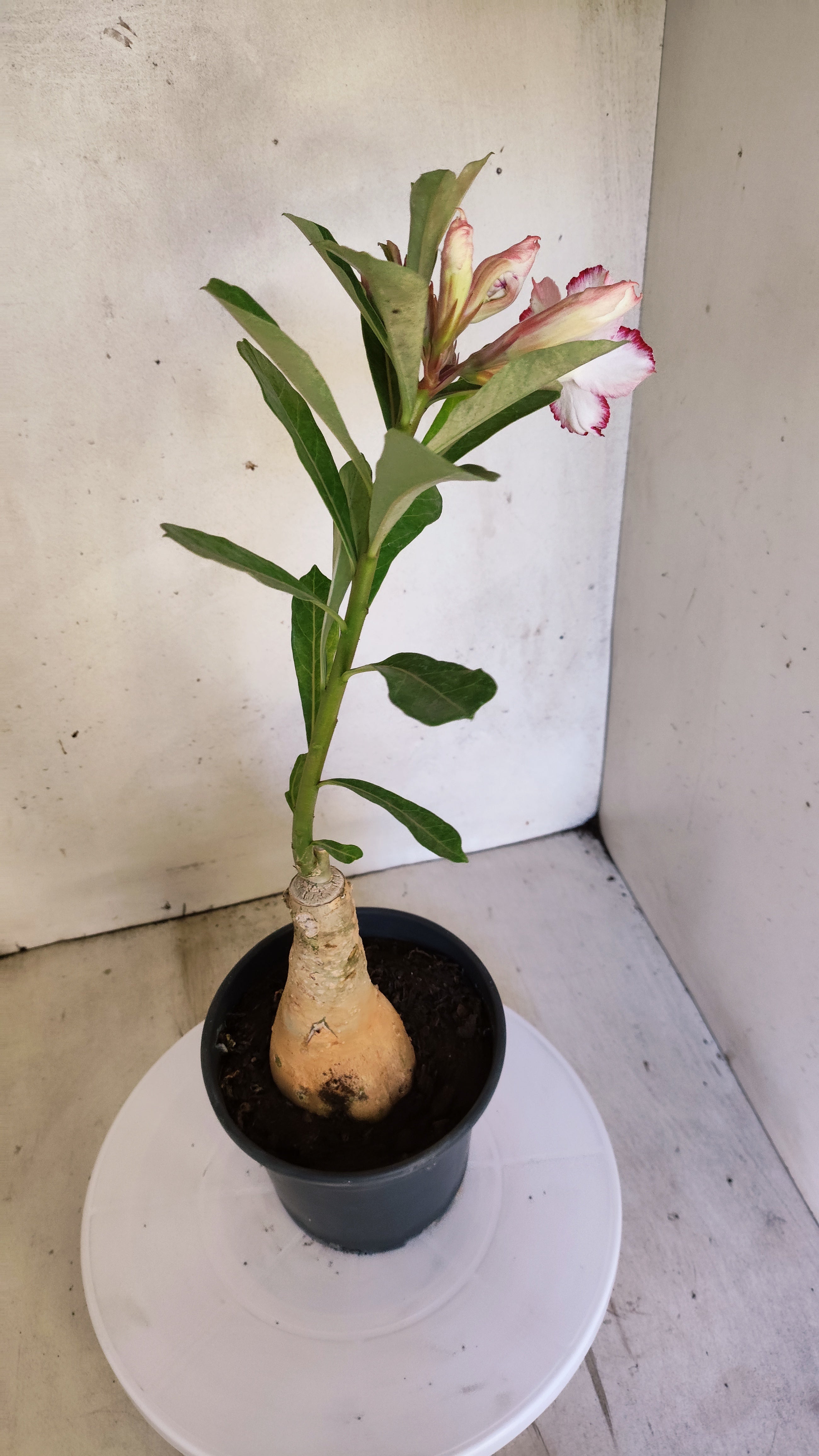 ENXERTO 12867 – 30cm (cor LM 797) iD: FERRARI