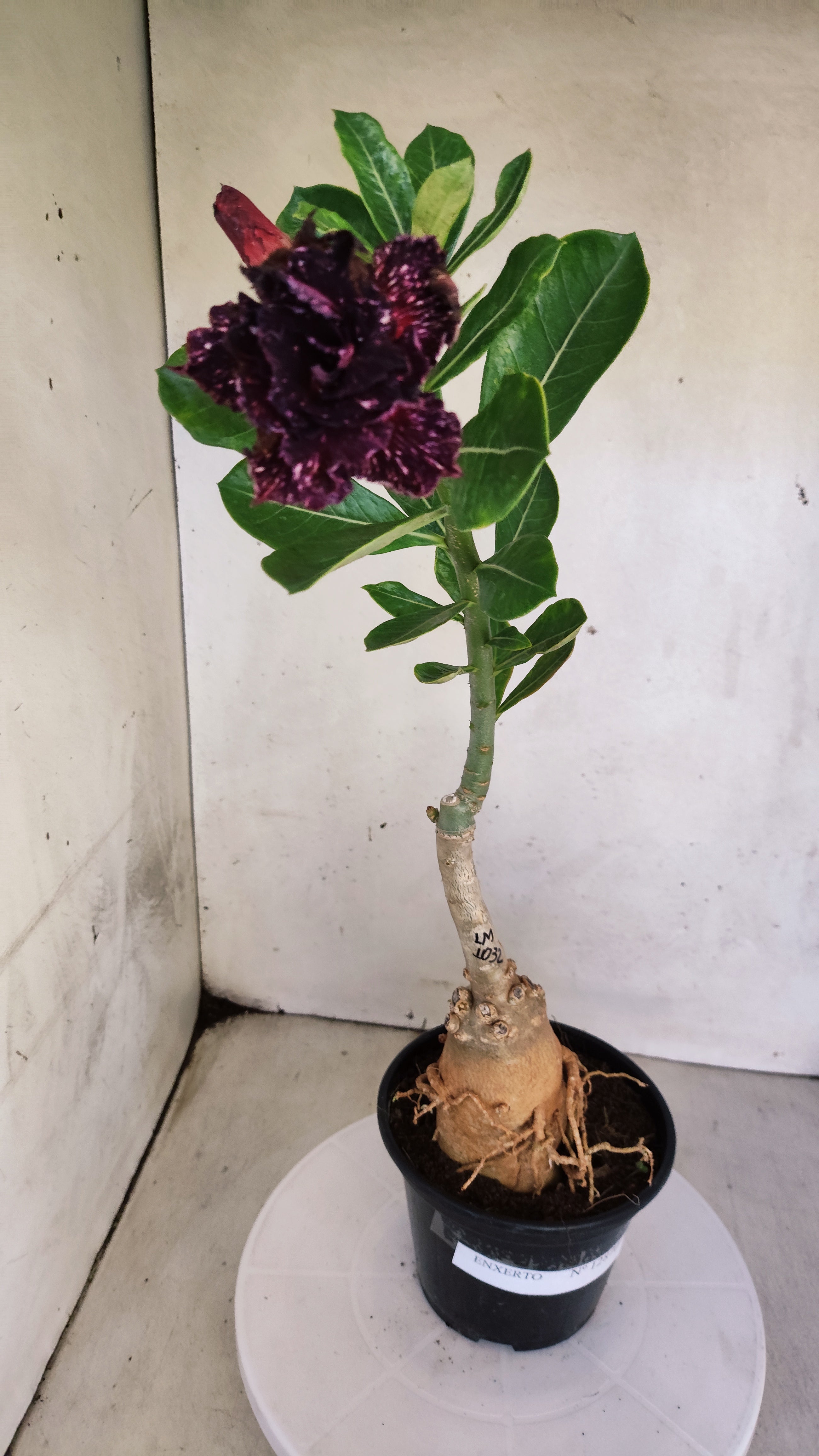 ENXERTO 12870 – 30cm (cor LM 1032)  - Id: Céu Estrelado