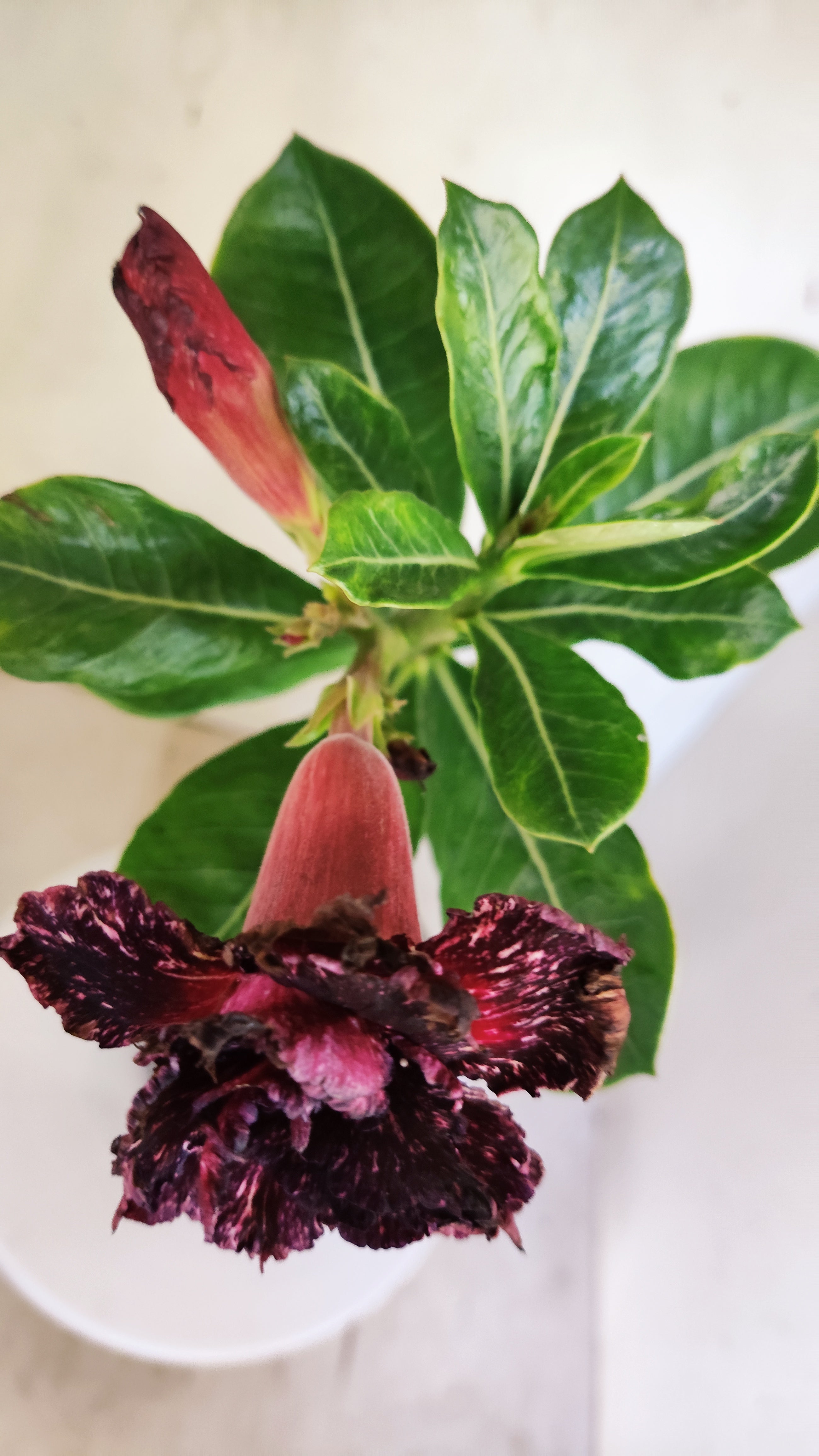 ENXERTO 12870 – 30cm (cor LM 1032)  - Id: Céu Estrelado