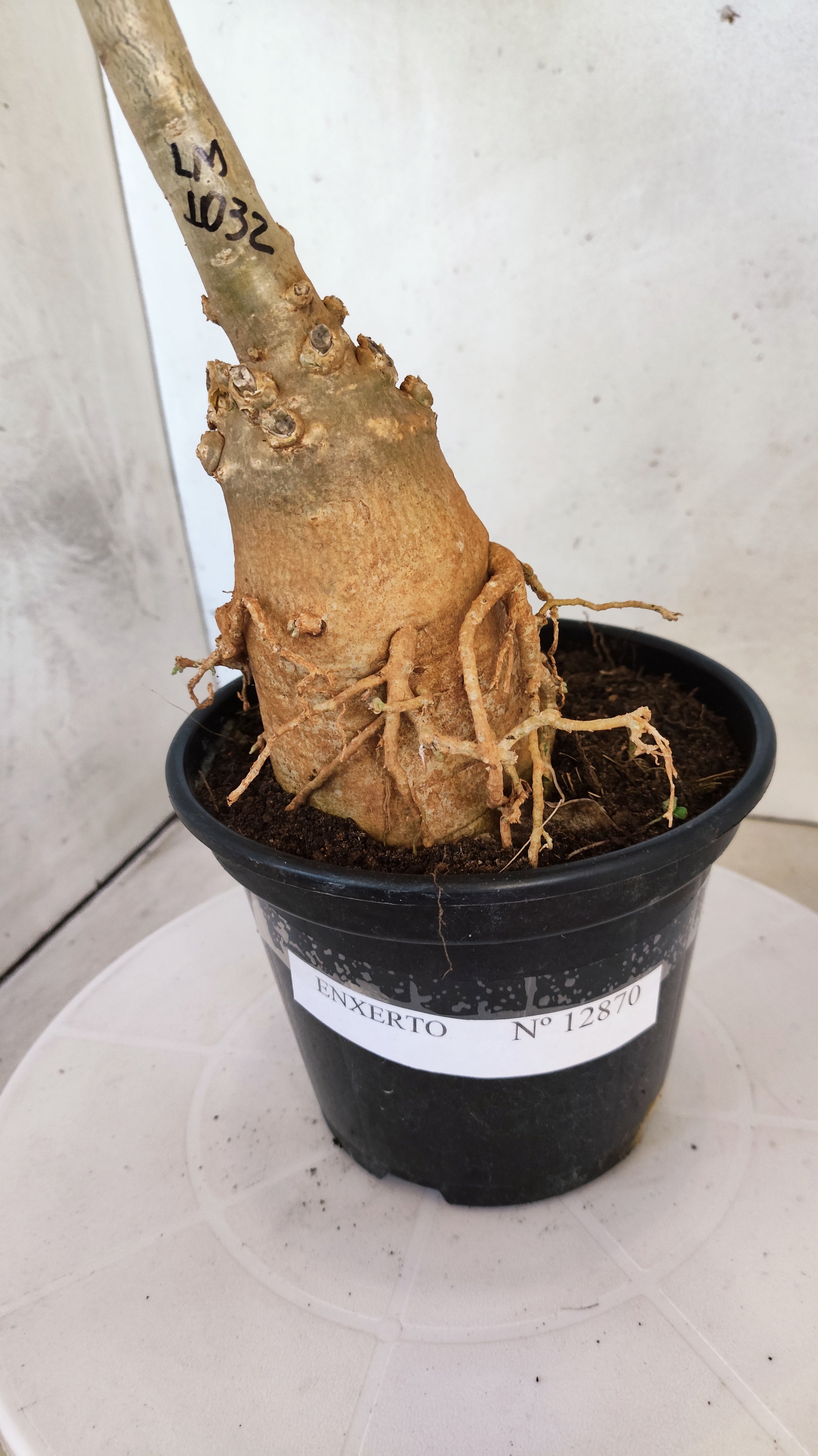 ENXERTO 12870 – 30cm (cor LM 1032)  - Id: Céu Estrelado