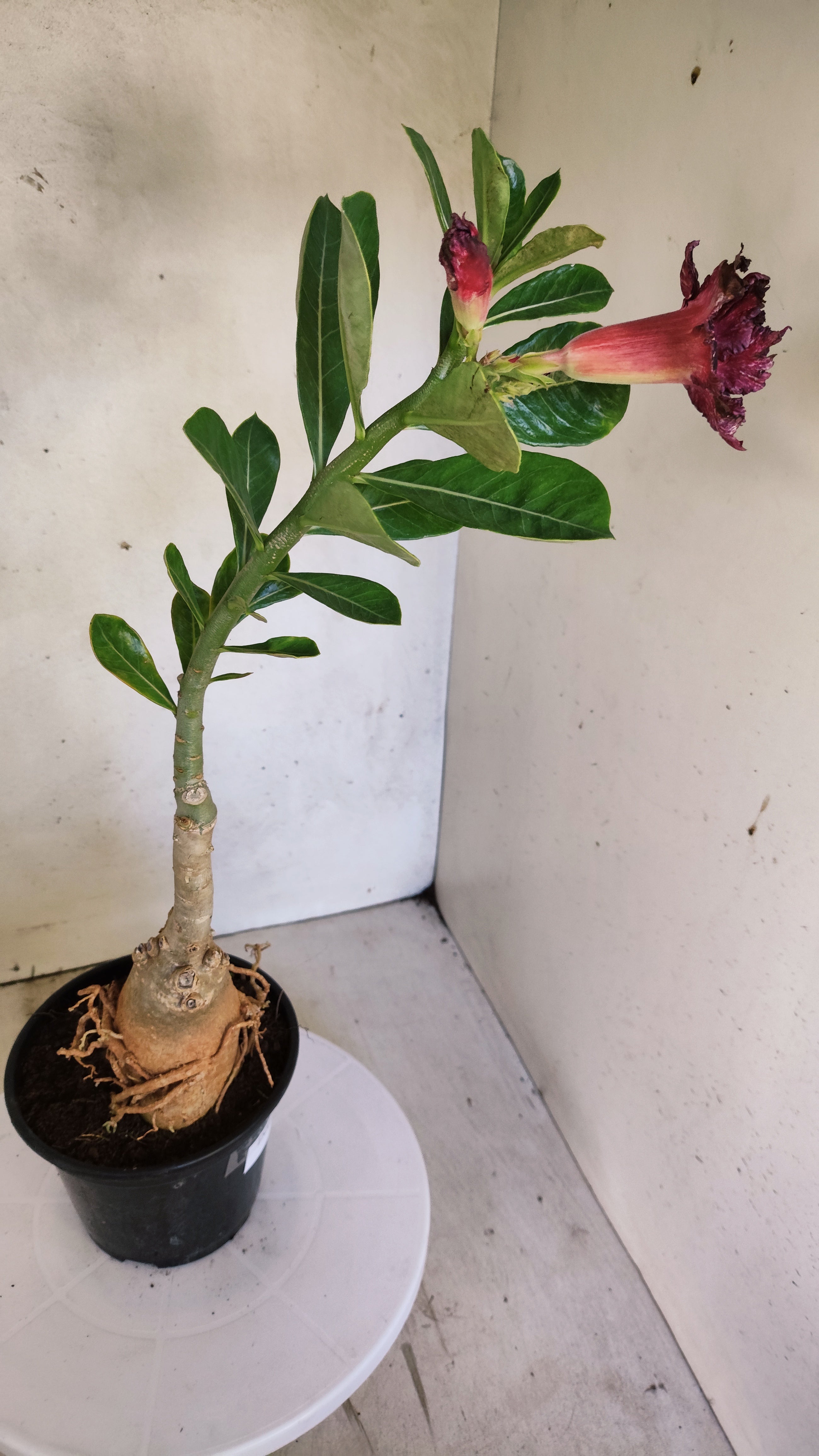 ENXERTO 12870 – 30cm (cor LM 1032)  - Id: Céu Estrelado