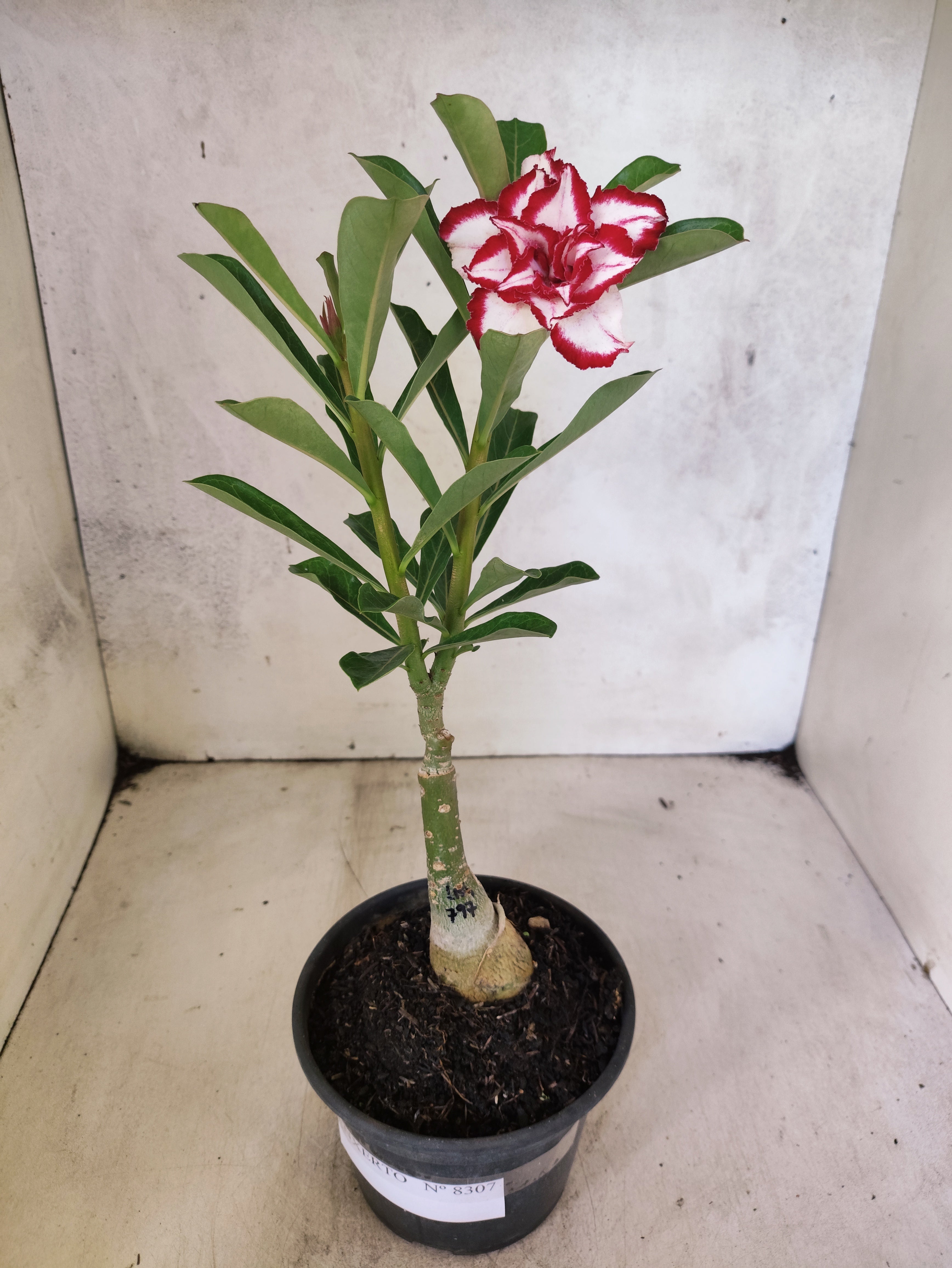 ENXERTO 8307 – 20cm (cor LM 797) Id: Ferrari