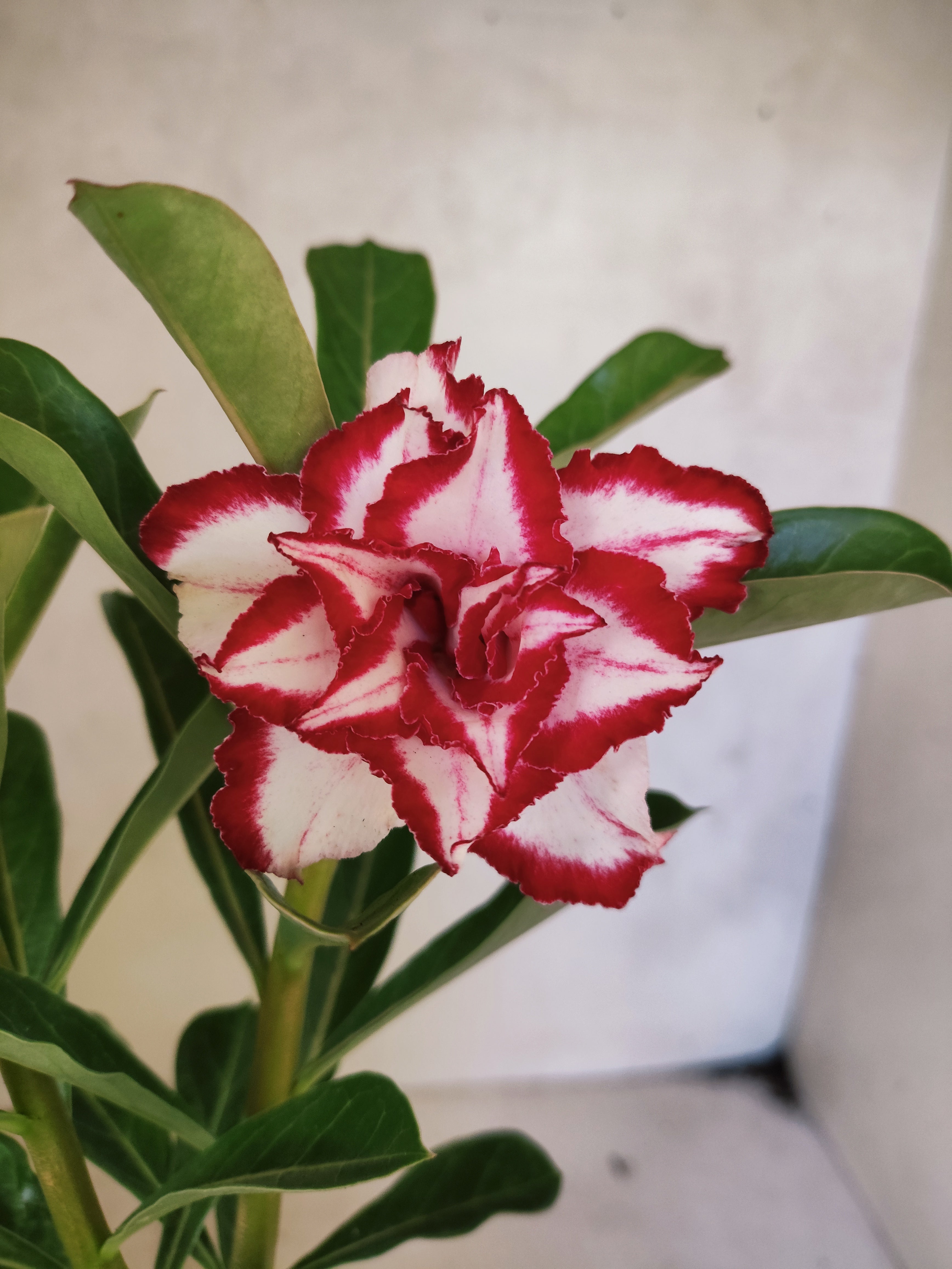 ENXERTO 8307 – 20cm (cor LM 797) Id: Ferrari