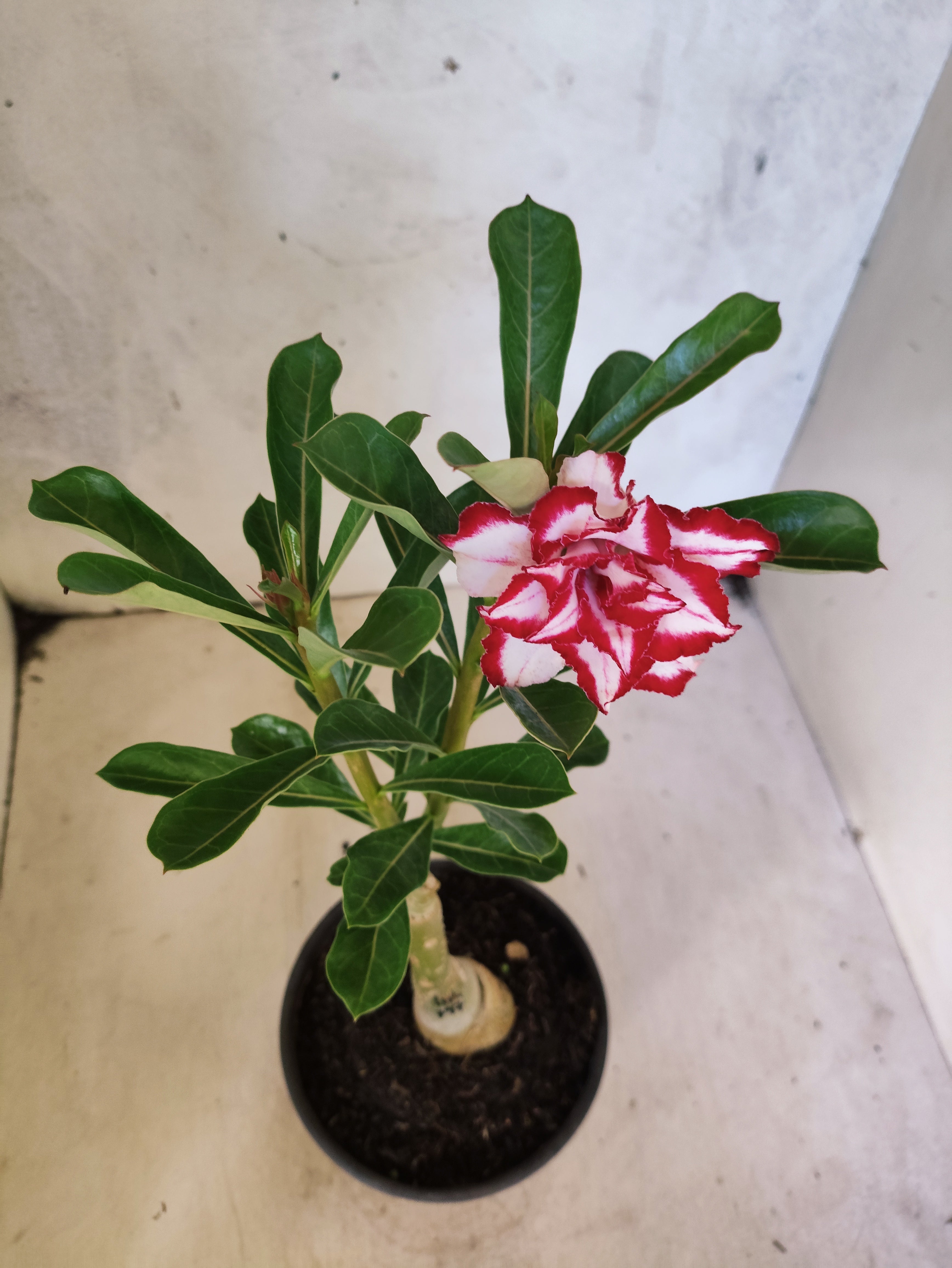 ENXERTO 8307 – 20cm (cor LM 797) Id: Ferrari