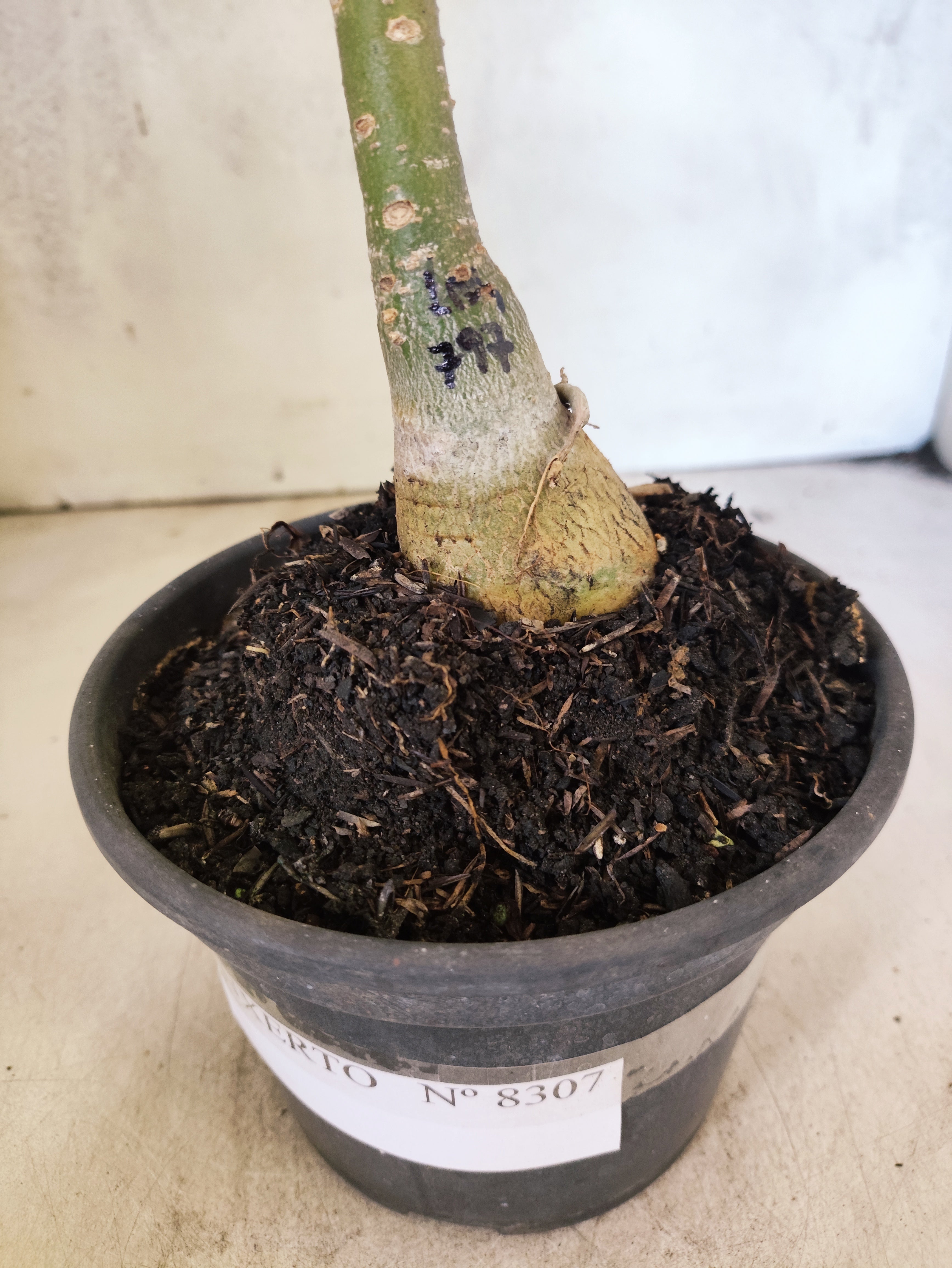 ENXERTO 8307 – 20cm (cor LM 797) Id: Ferrari