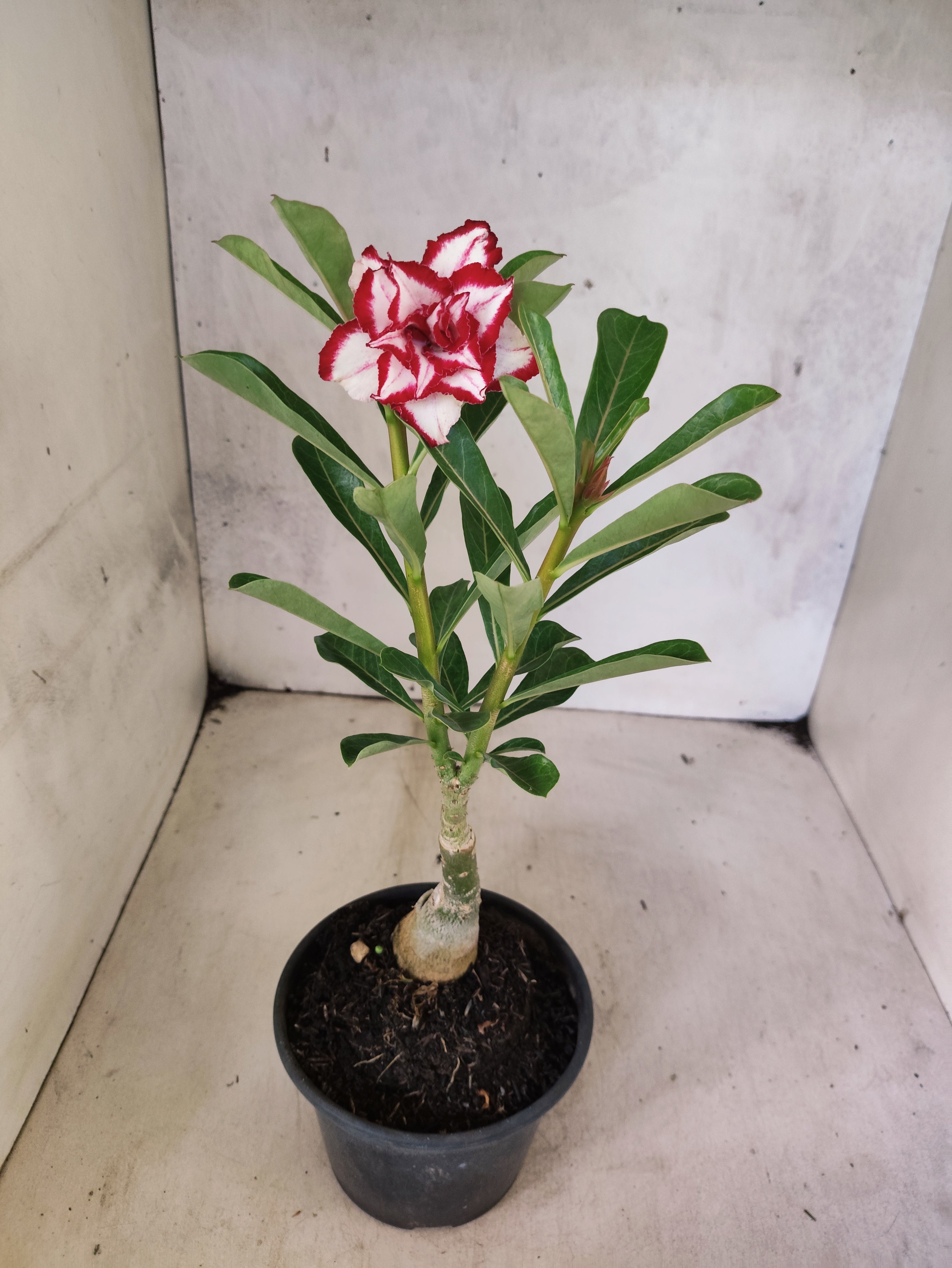 ENXERTO 8307 – 20cm (cor LM 797) Id: Ferrari
