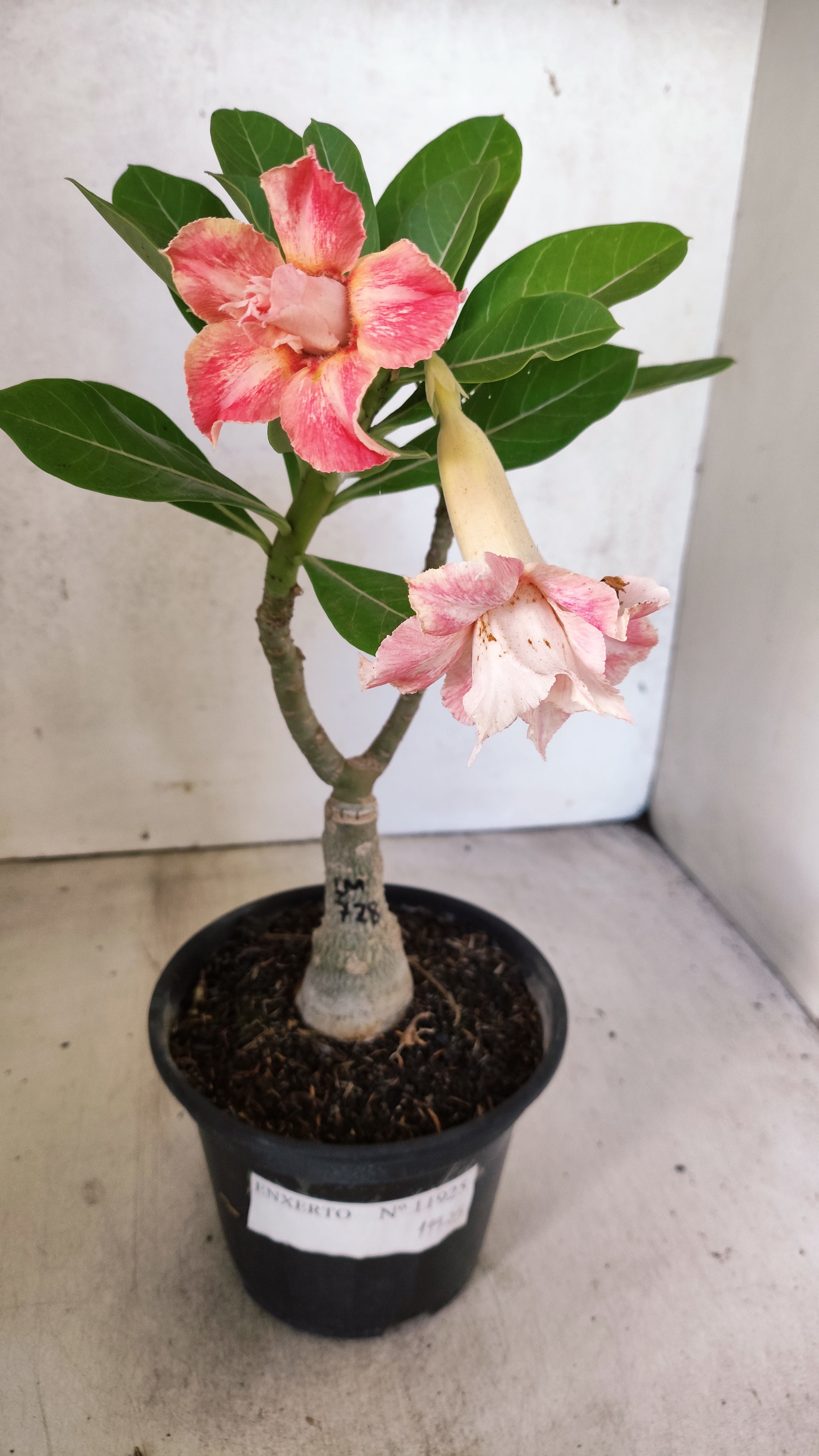 ENXERTO 11925 – 20cm (cor LM 728)