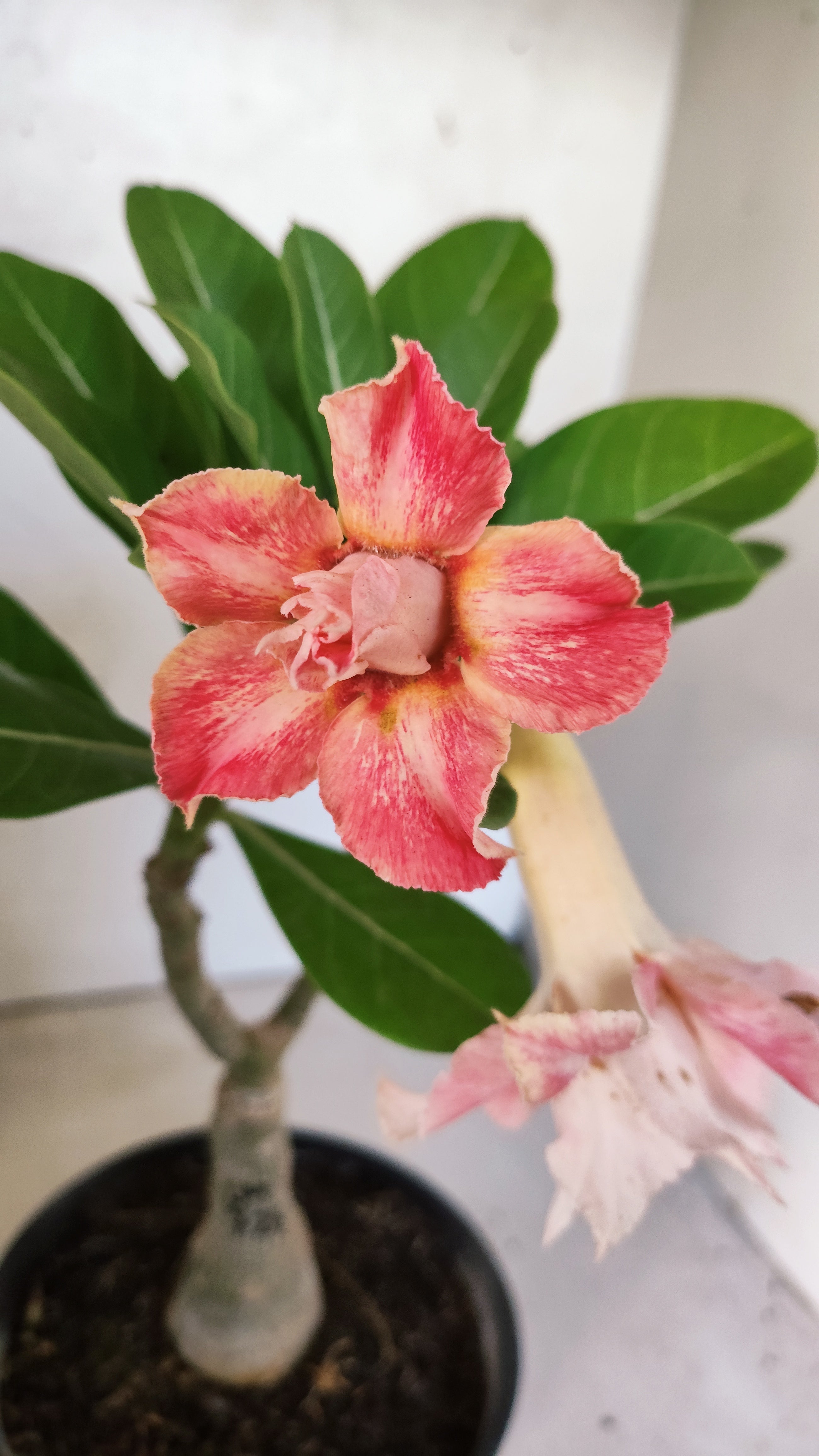 ENXERTO 11925 – 20cm (cor LM 728)