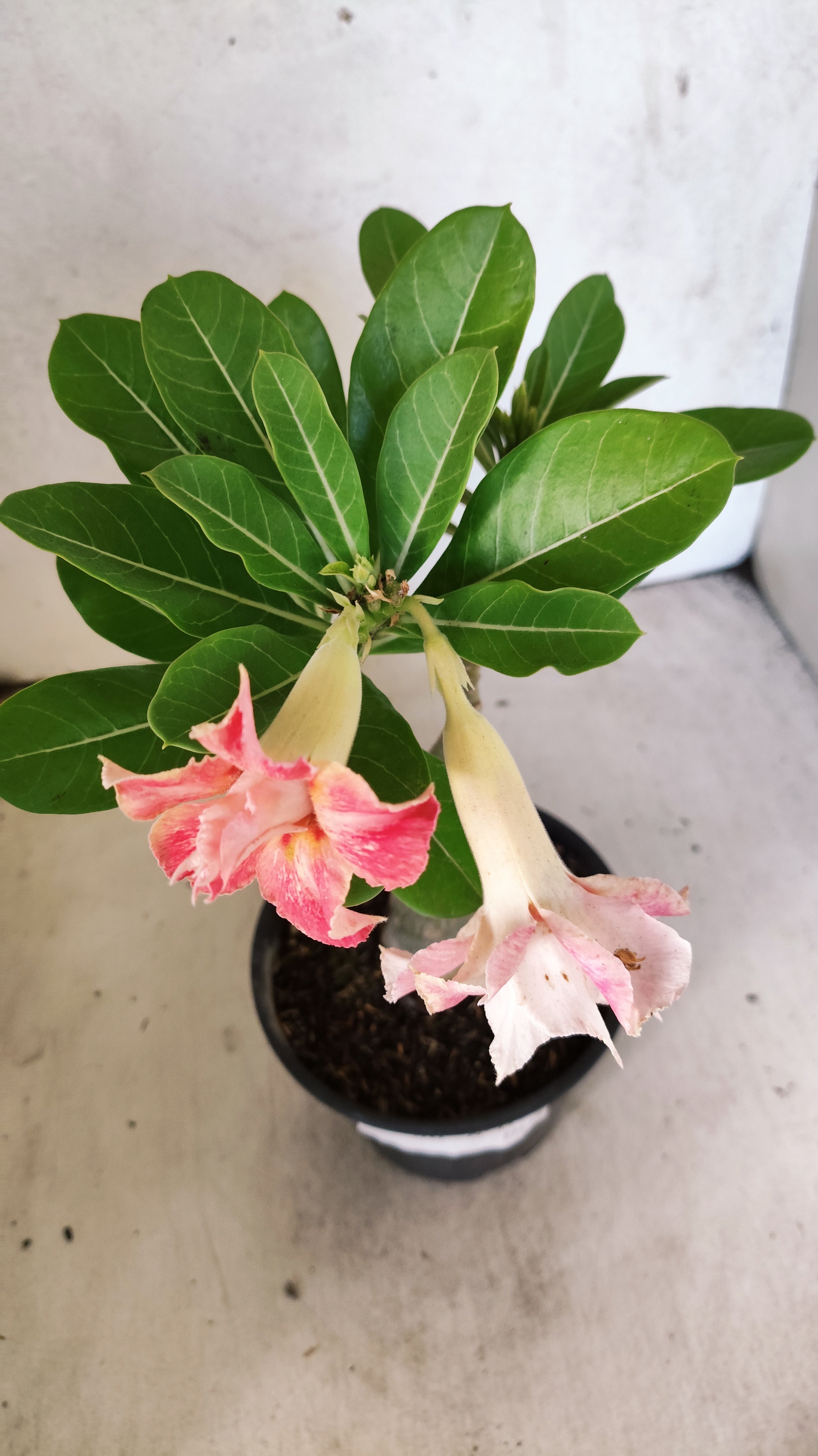 ENXERTO 11925 – 20cm (cor LM 728)