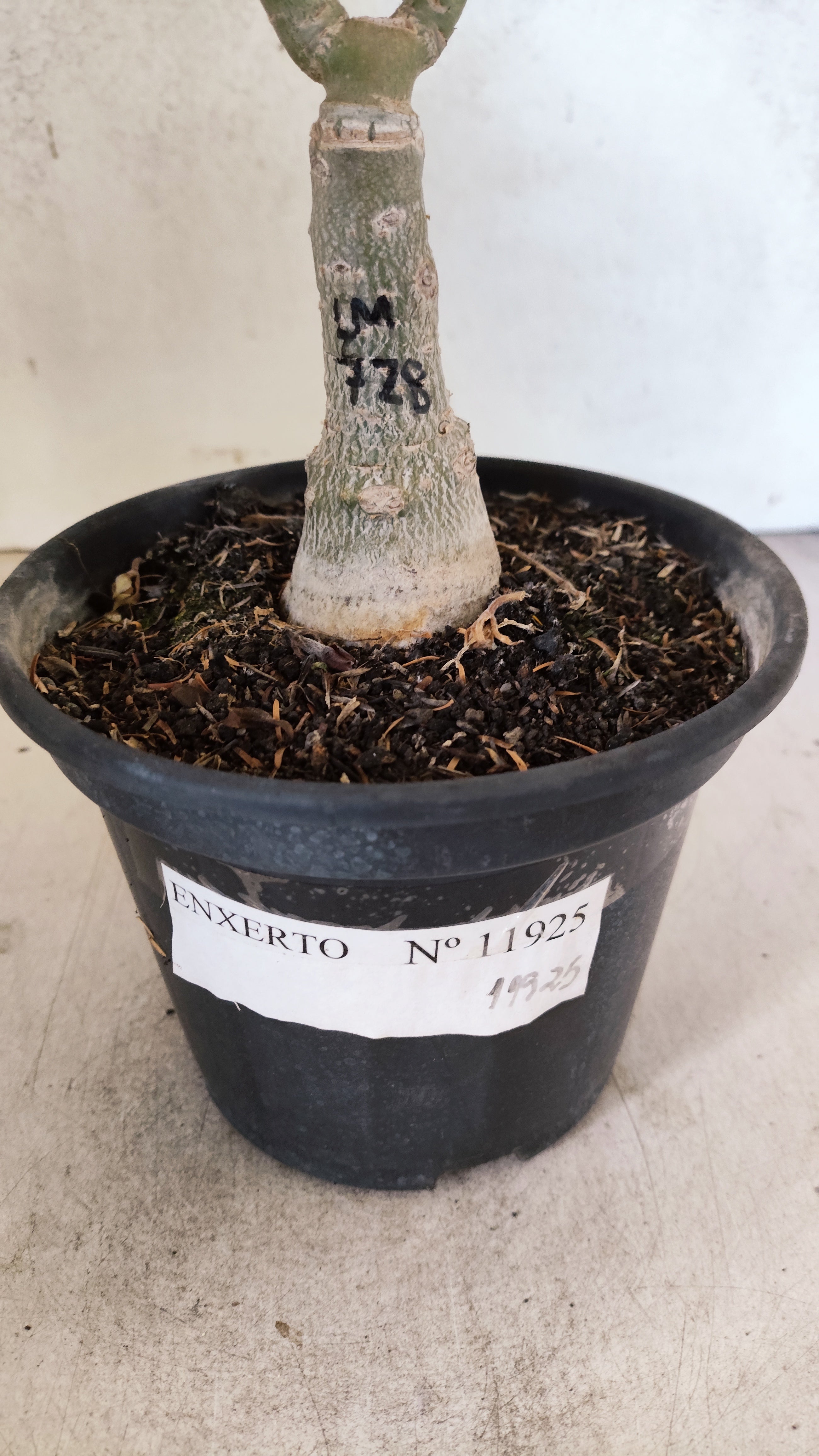 ENXERTO 11925 – 20cm (cor LM 728)