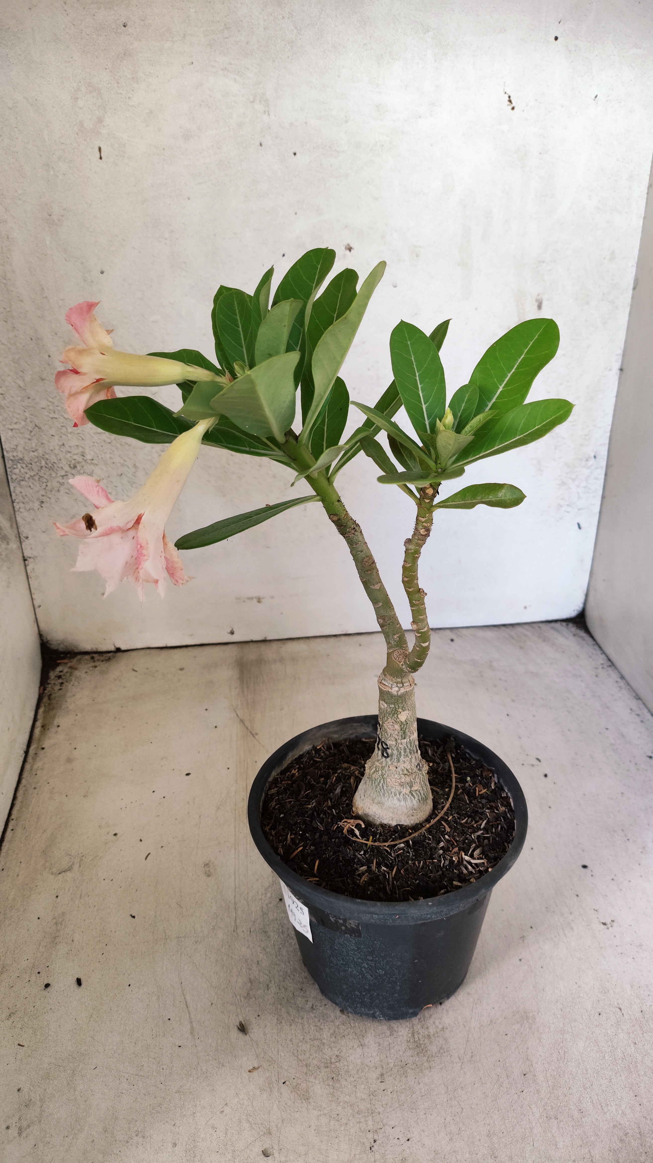 ENXERTO 11925 – 20cm (cor LM 728)