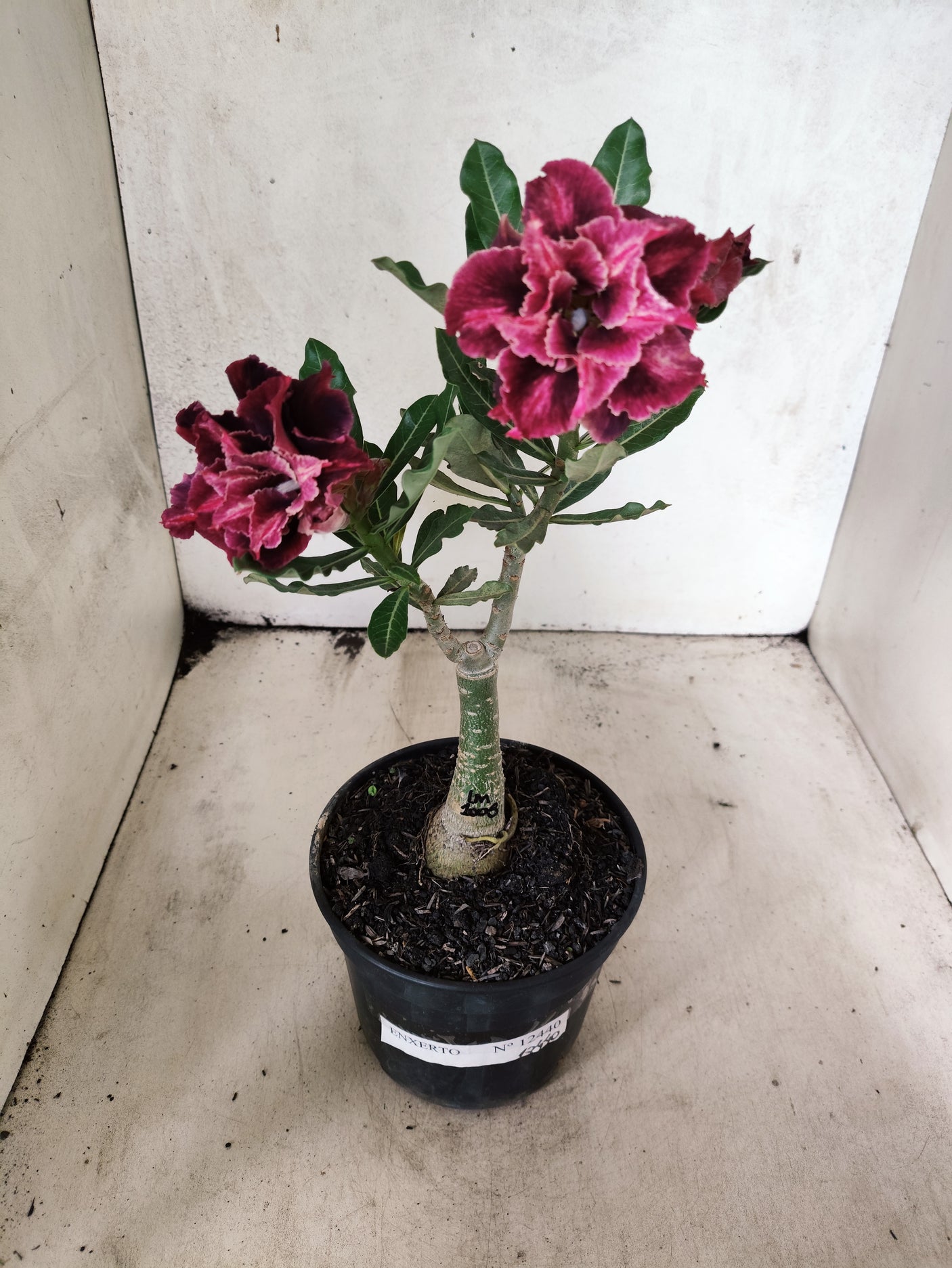 ENXERTO 12440 – 20cm (cor LM 1008)