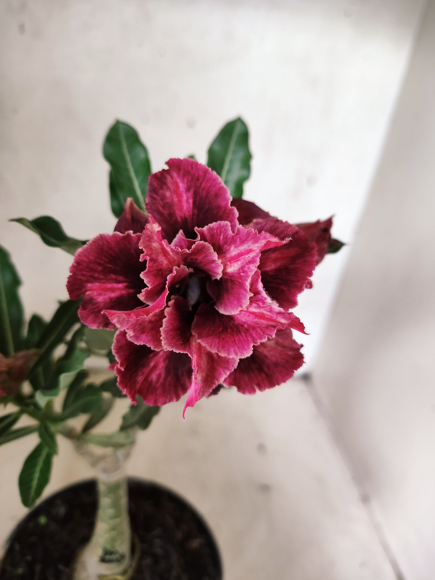 ENXERTO 12440 – 20cm (cor LM 1008)