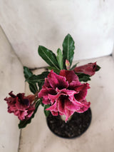 ENXERTO 12440 – 20cm (cor LM 1008)